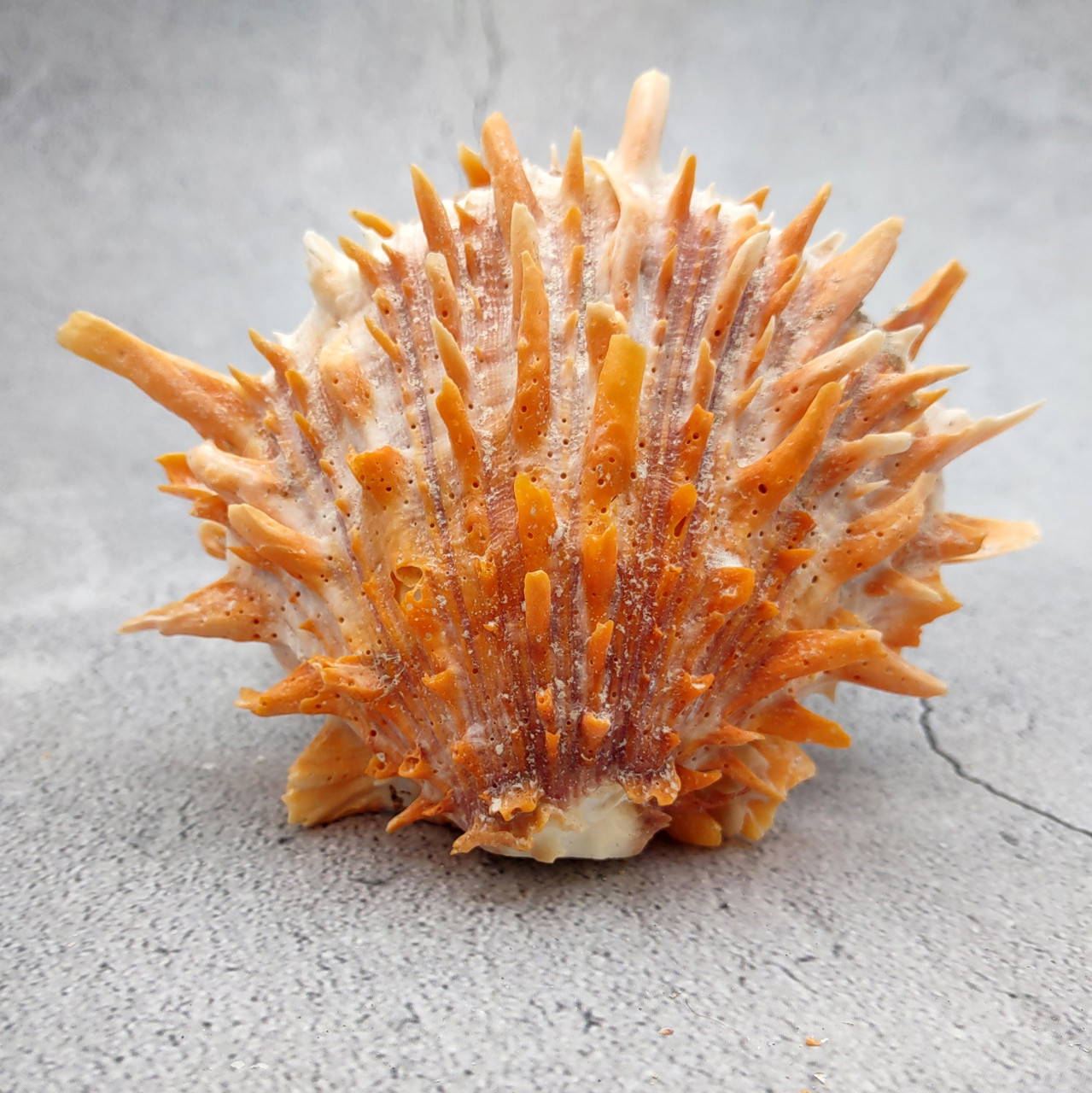 Orange Purple Spiny Oyster Pair Spondylus Barbatus (1 shell pair