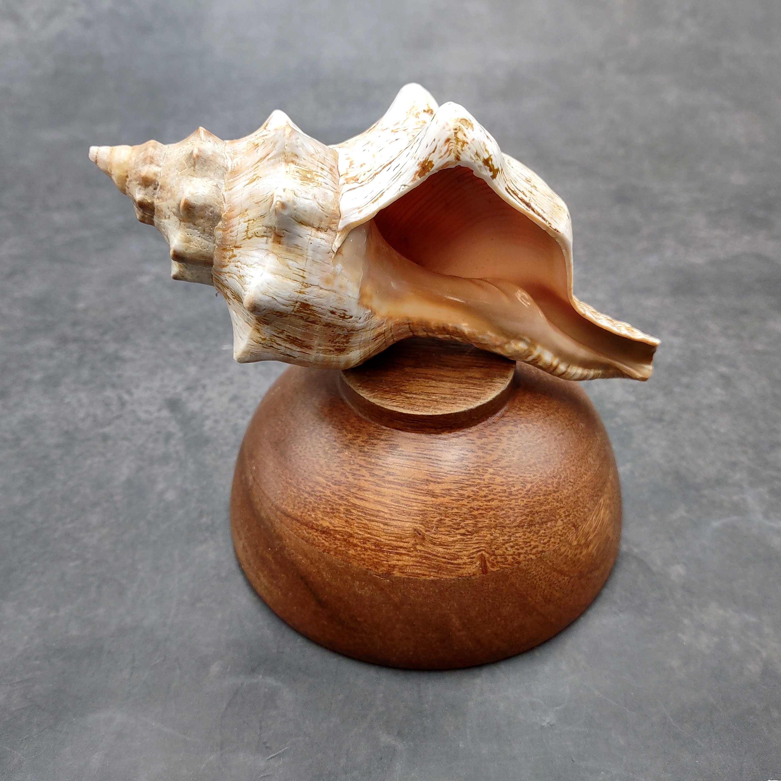 Large Fox Seashell Fasciolaria Trapezium (1 shell approx. 5+