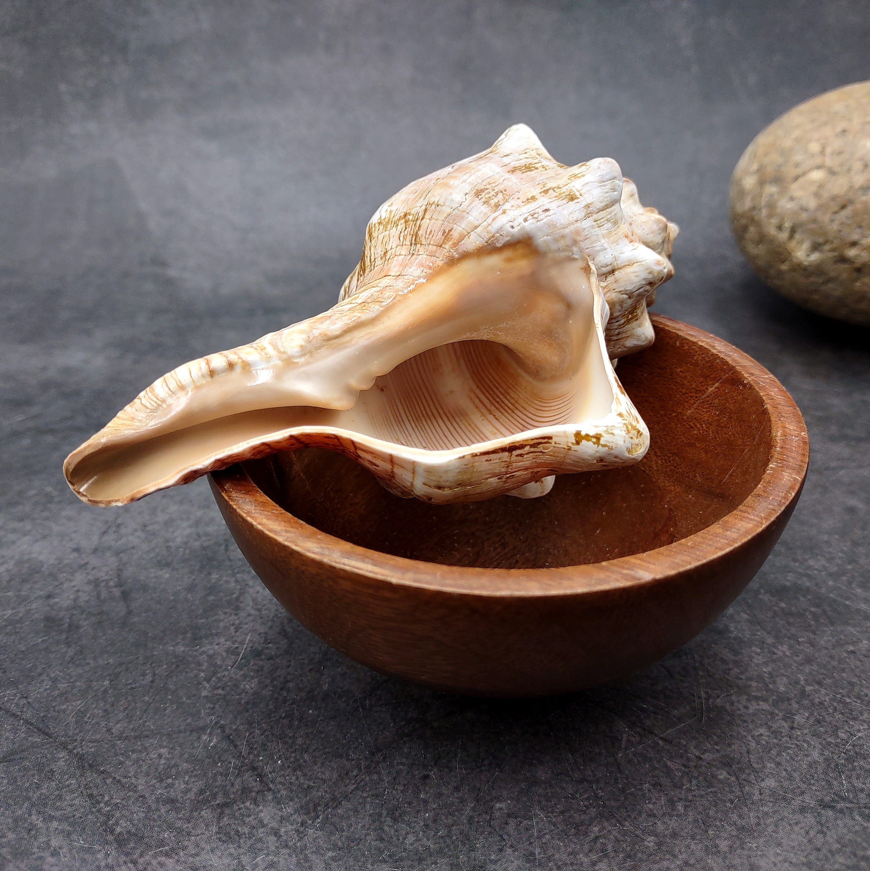 Large Fox Seashell Fasciolaria Trapezium (1 shell approx. 5+