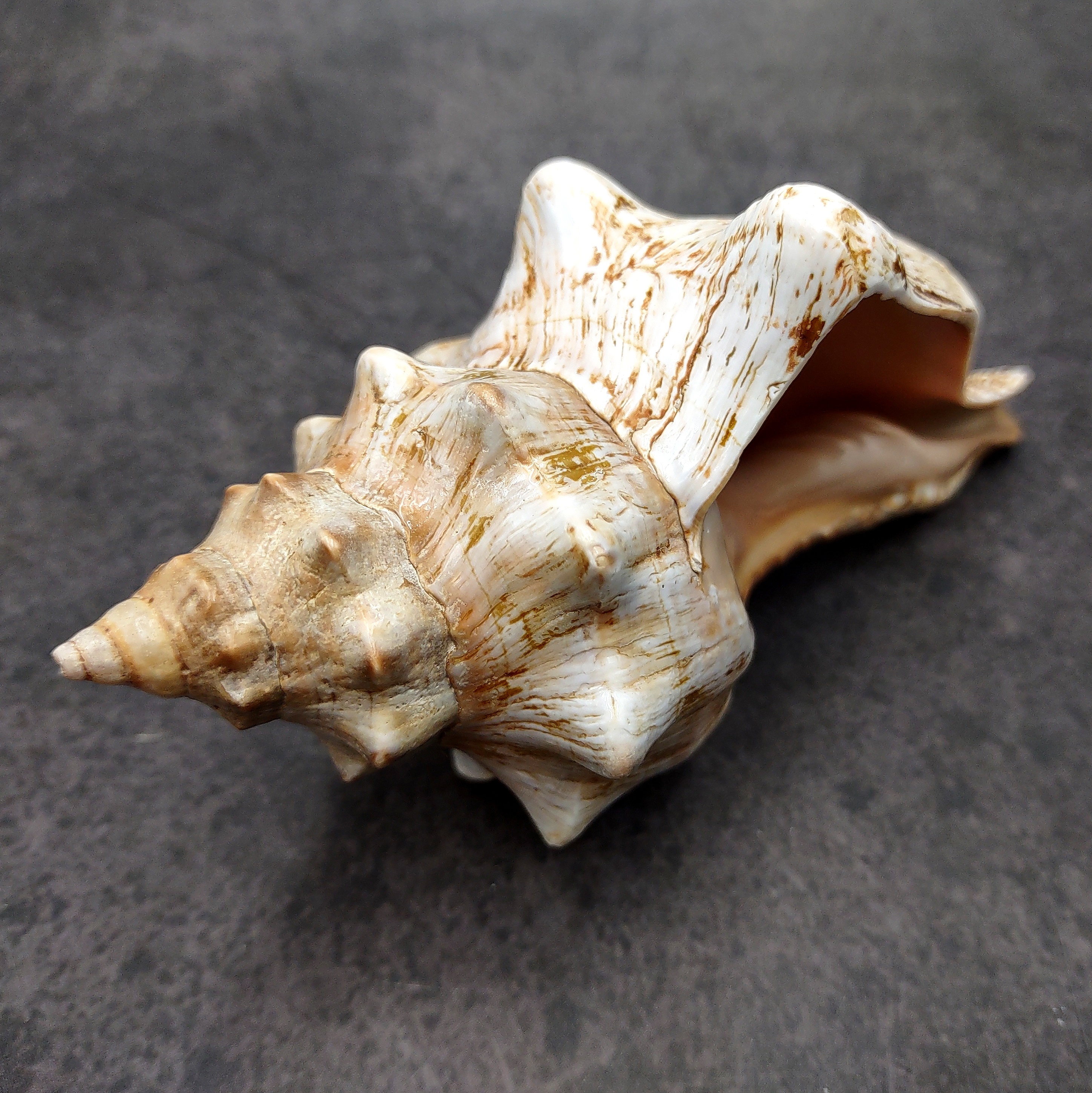 Large Fox Seashell Fasciolaria Trapezium (1 shell approx. 5+