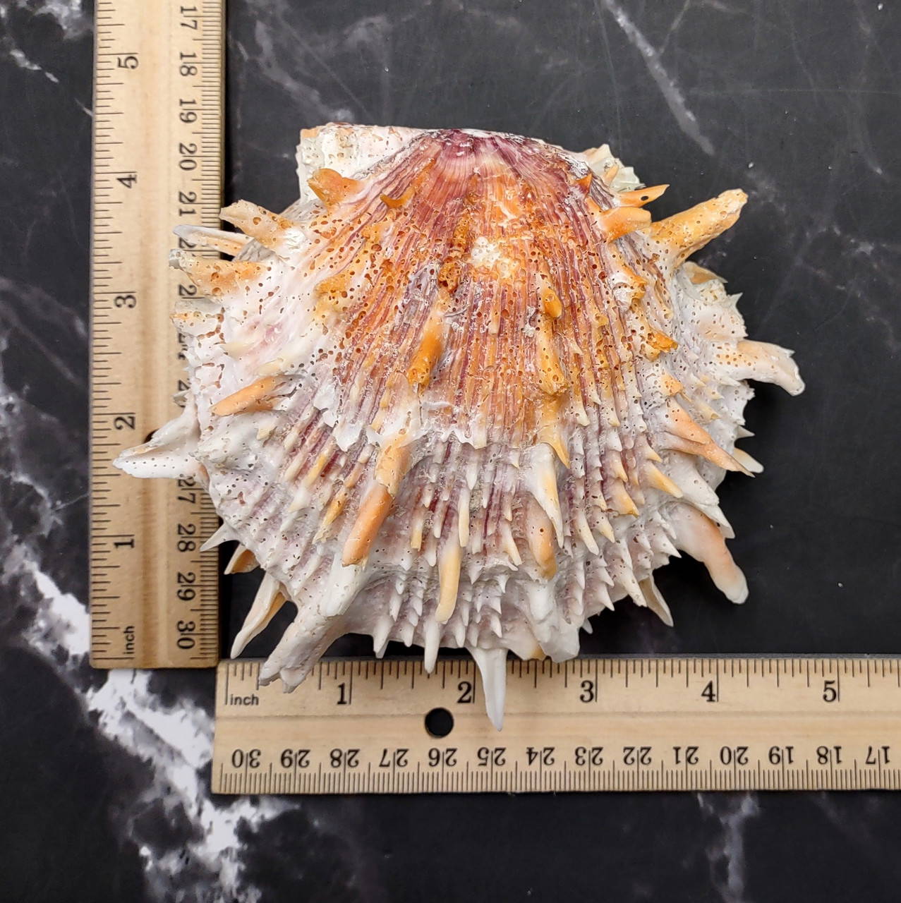 Orange Purple Spiny Oyster Pair Spondylus Barbatus (1 shell pair