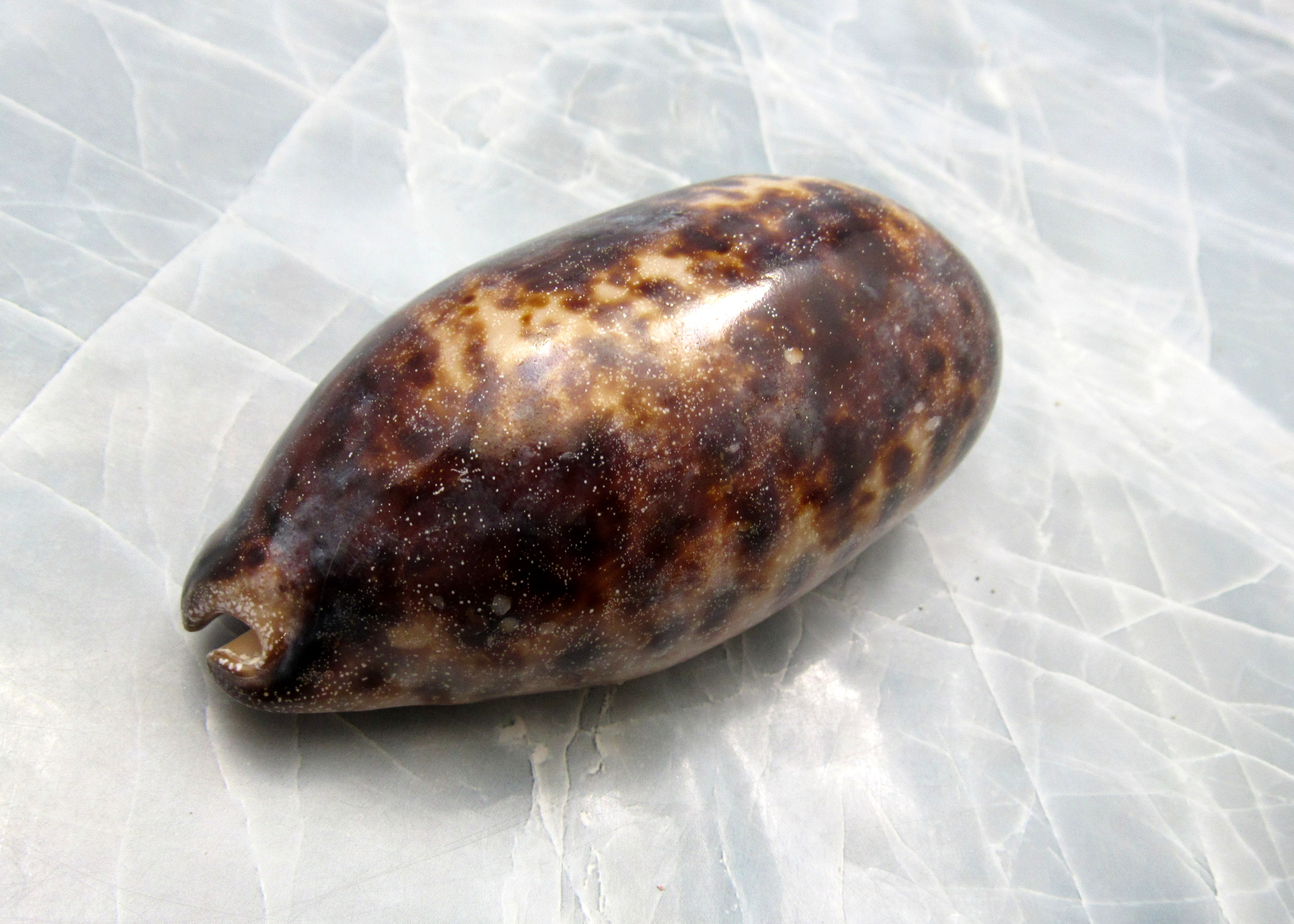 Calf Cowrie Shells - Cypraea Vitellus - (5 shells approx. 2 inches)