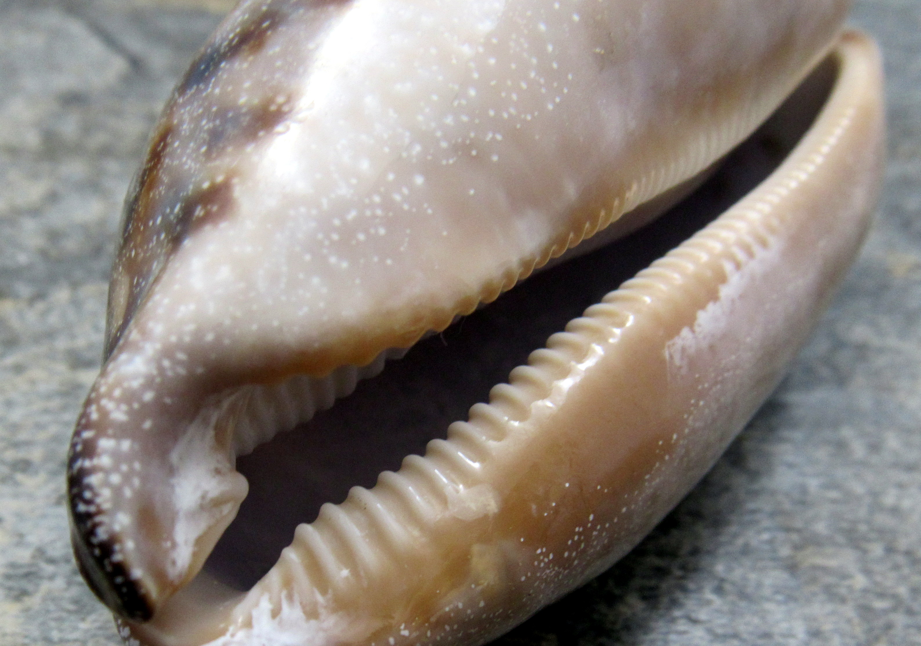 Calf Cowrie Shells - Cypraea Vitellus - (5 shells approx. 2 inches)