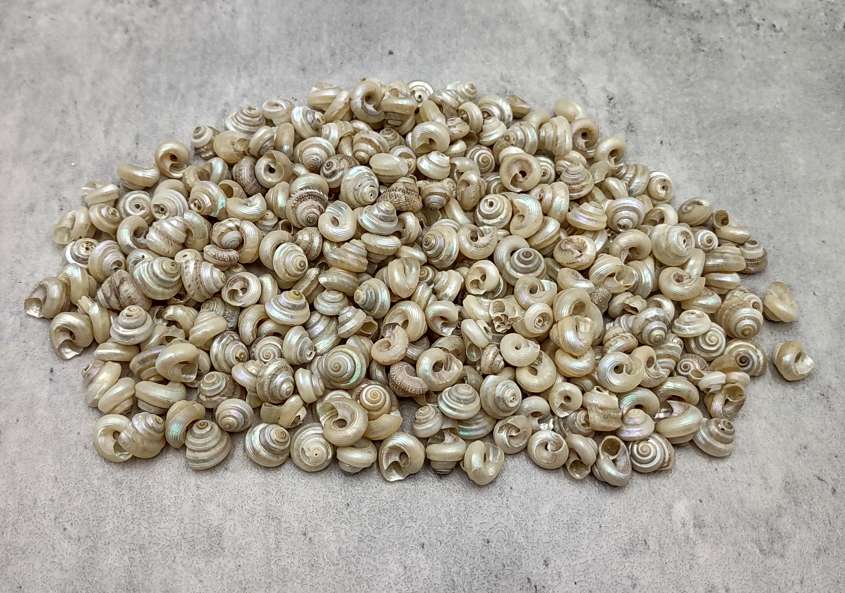 Tiny Pearl Trochus Seashells (approx. 180-200 shells 0.25 inch)