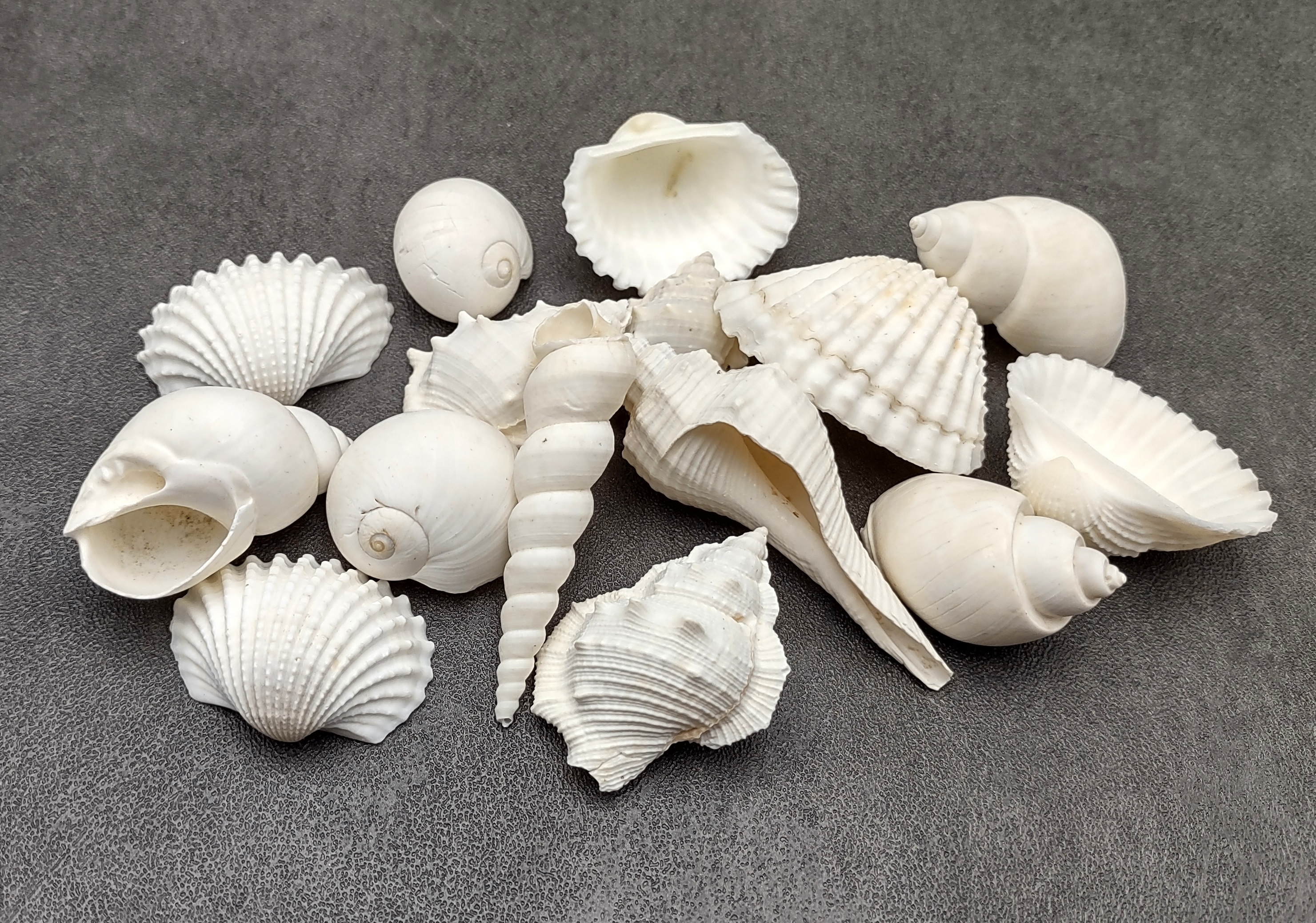 White Seashell Medium Wedding Mix (12-15 shells approx. .75-2 inches)