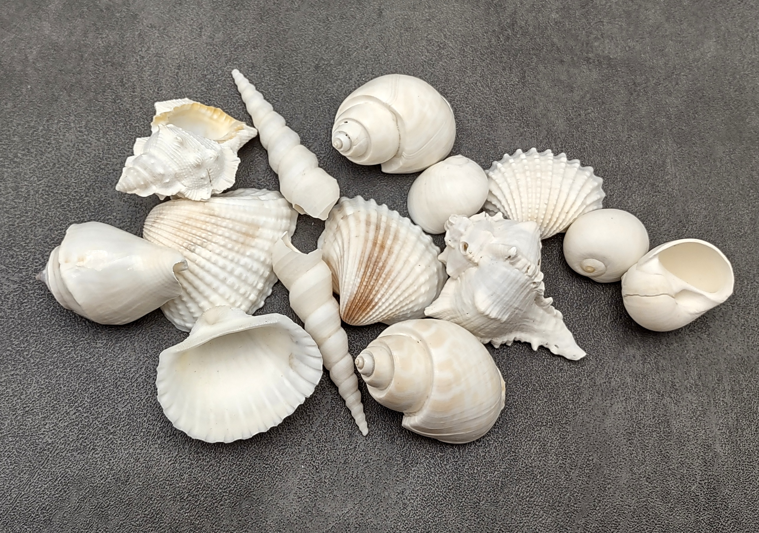 White Mermaid Shape Seashell, For Decoration, Size: 1.5 Inch at Rs