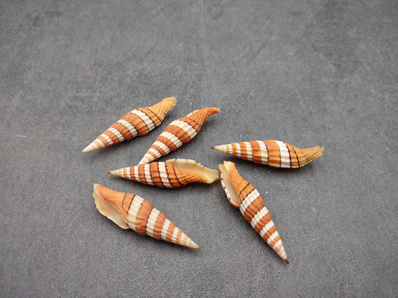 Queen Miter Seashell Mitra Compressum (1 shell approx. 1.75+