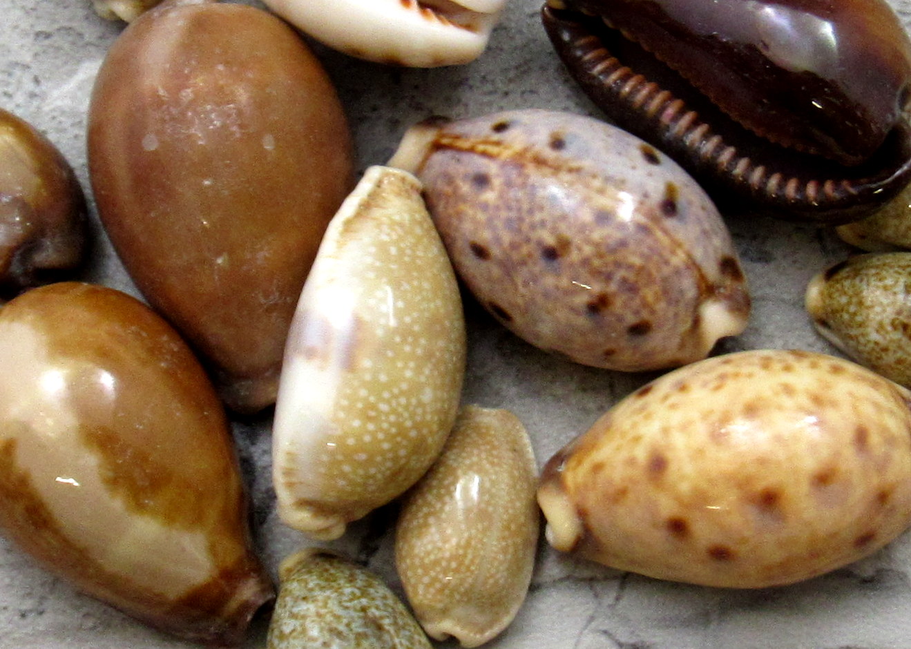 Cowrie shell, oval, natural white, small with a hole at the bottom, approx.  20x14mm, 10pcs