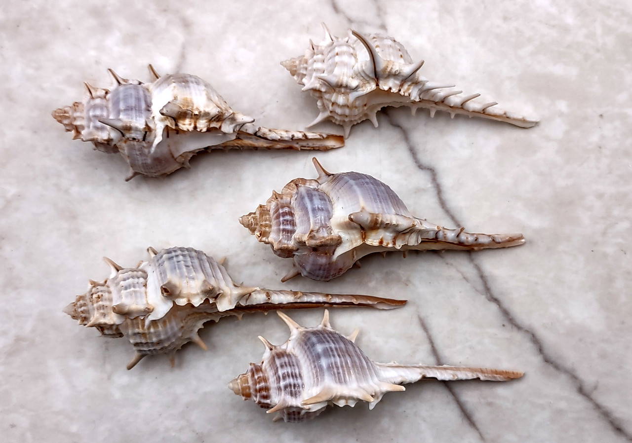 Murex Ternispina Seashells (5 shells 2+ inches) Superb shells for
