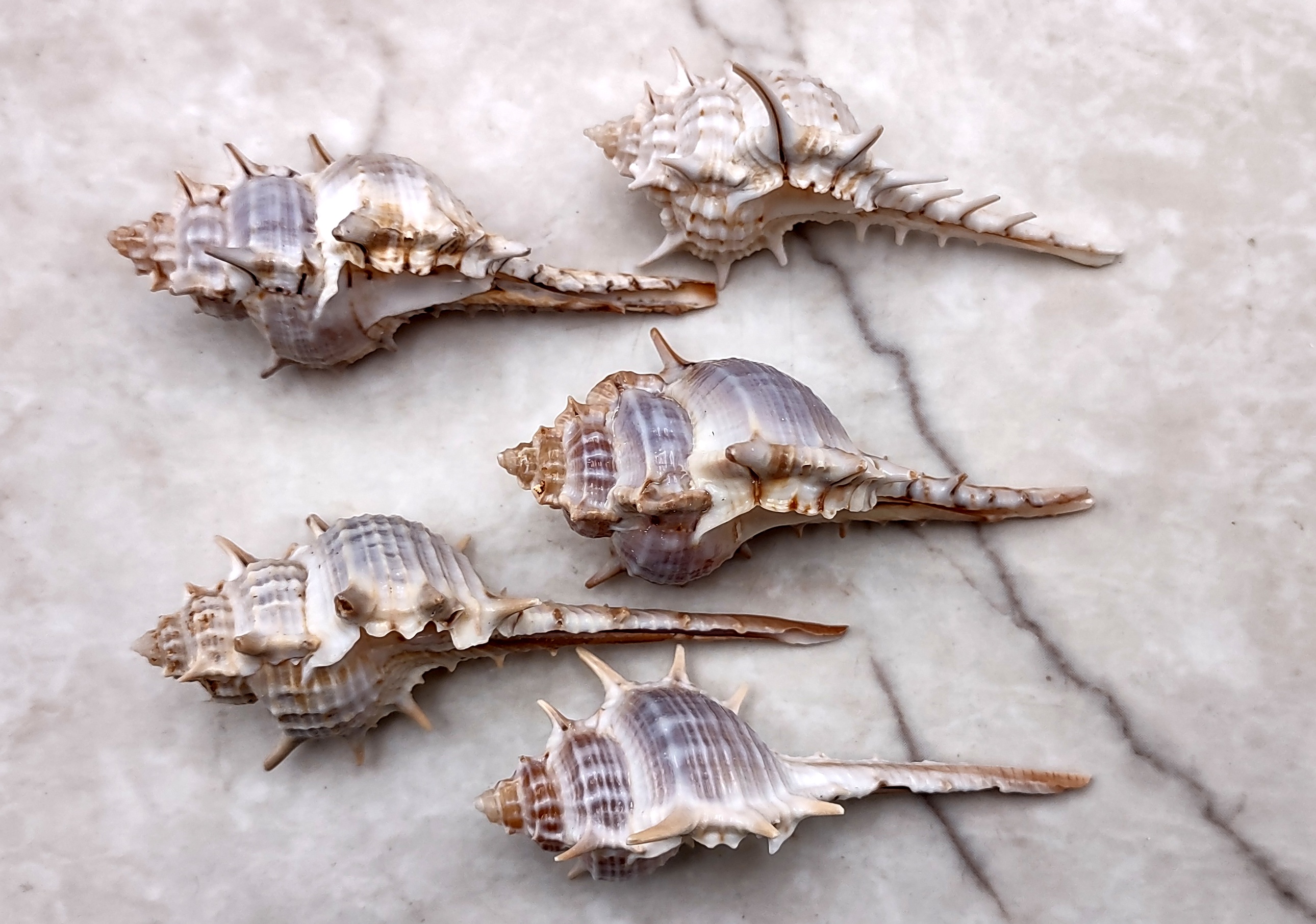 Murex Turnispina 2-3 (2 Shells) - Murex-Sea Shells for Crafting - Be –  Florida Shells And More