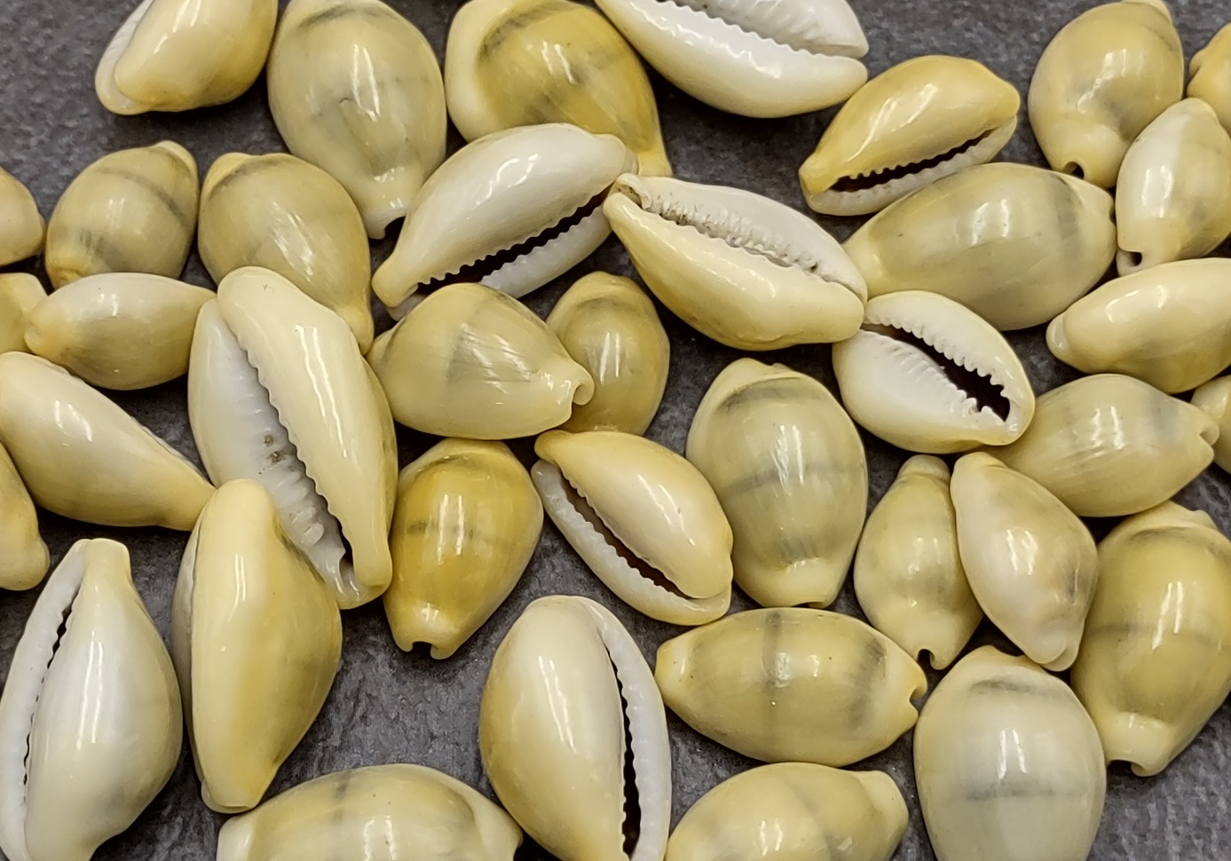 Money Cowrie Seashells - Cypraea Moneta - (approx. 35-40 shells 0.5-1  inches)