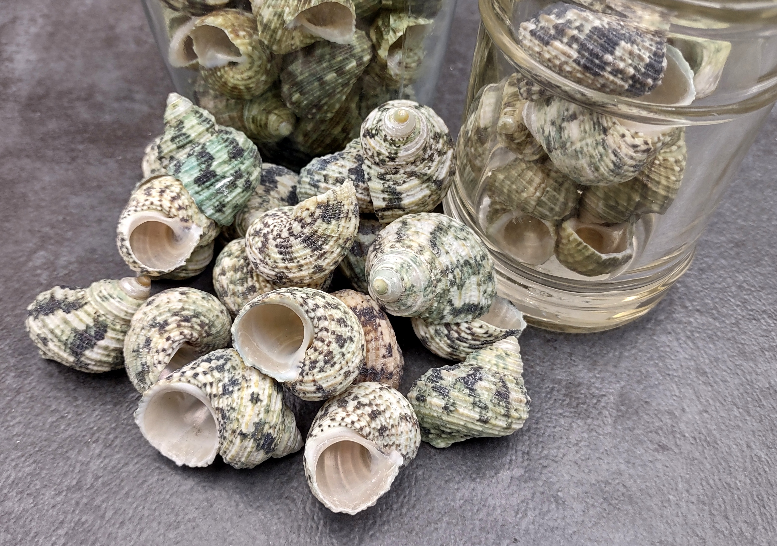 Jade Green Turbo Sea Shells Turbo Brunneus (10 shells approx. 1-2 inches)  Natural Green Shells for Hermit Crab Home, Display & Collecting!