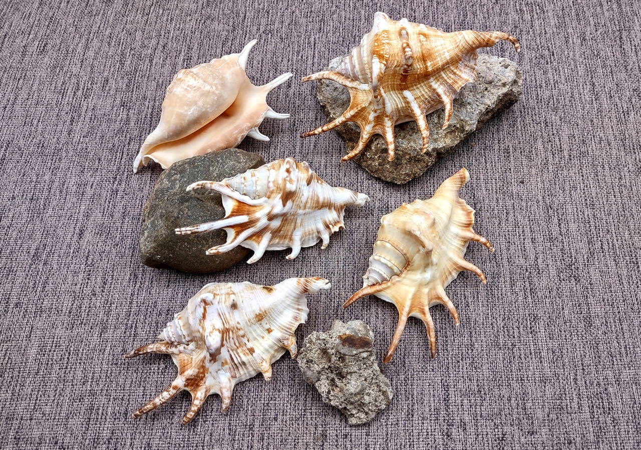 Spider Conch Seashell Lambis Lambis (1 shell approx. 4+ inches
