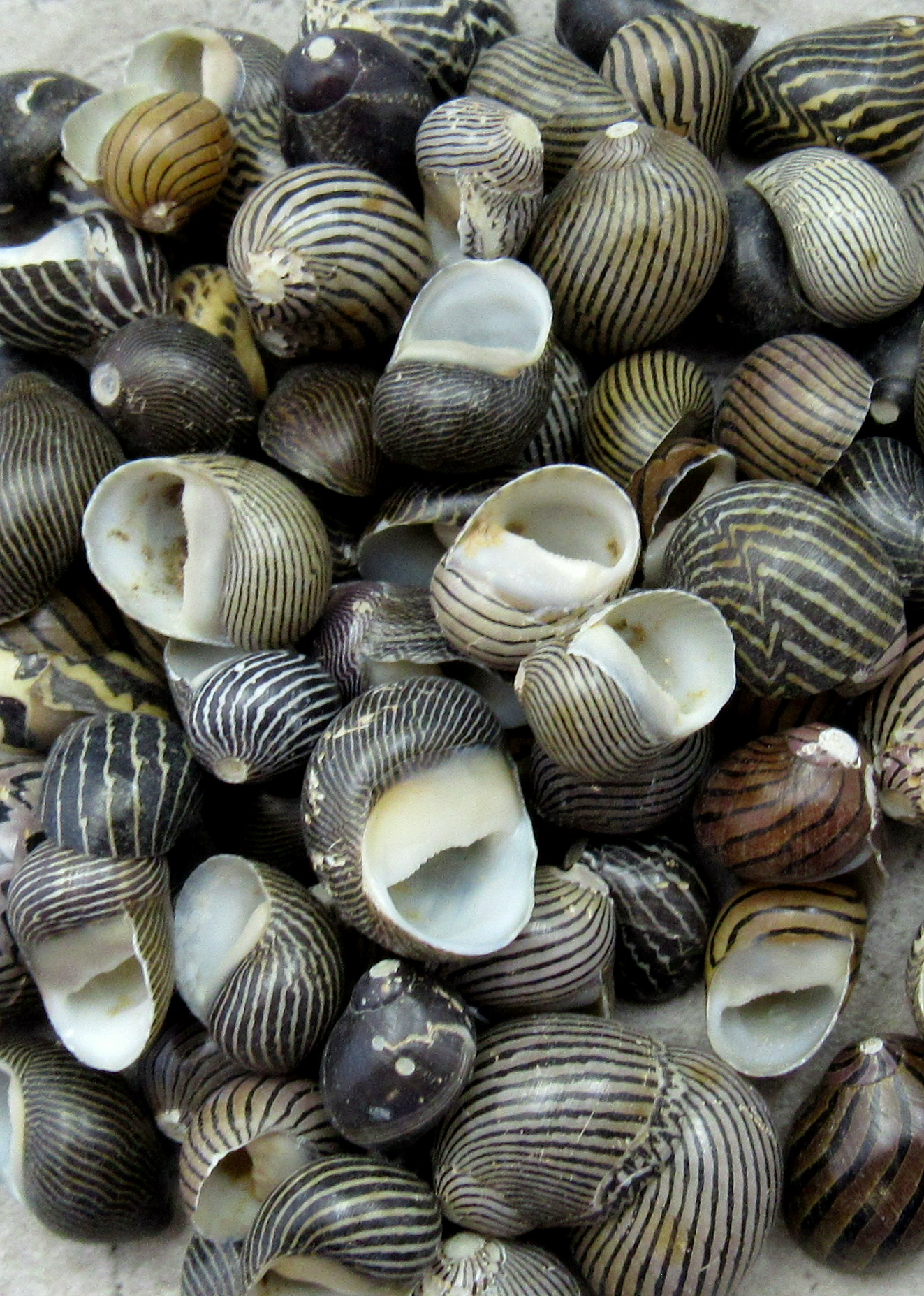 Mixed Nerita Snail Small Shells Seashells Black Brown White ZigZag