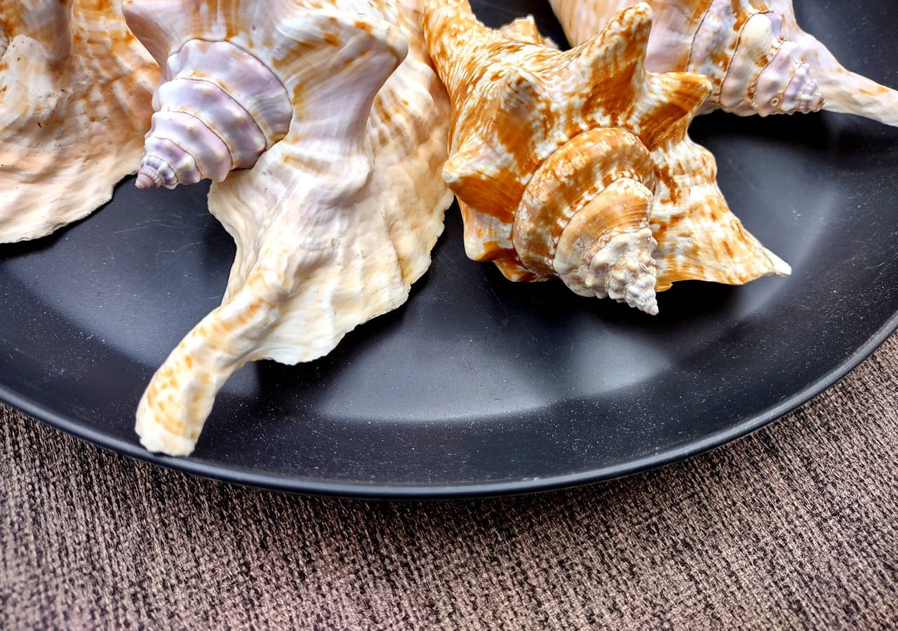 Rooster Conch Seashell Strombus Gallus (1 shell approx. 4+ inches