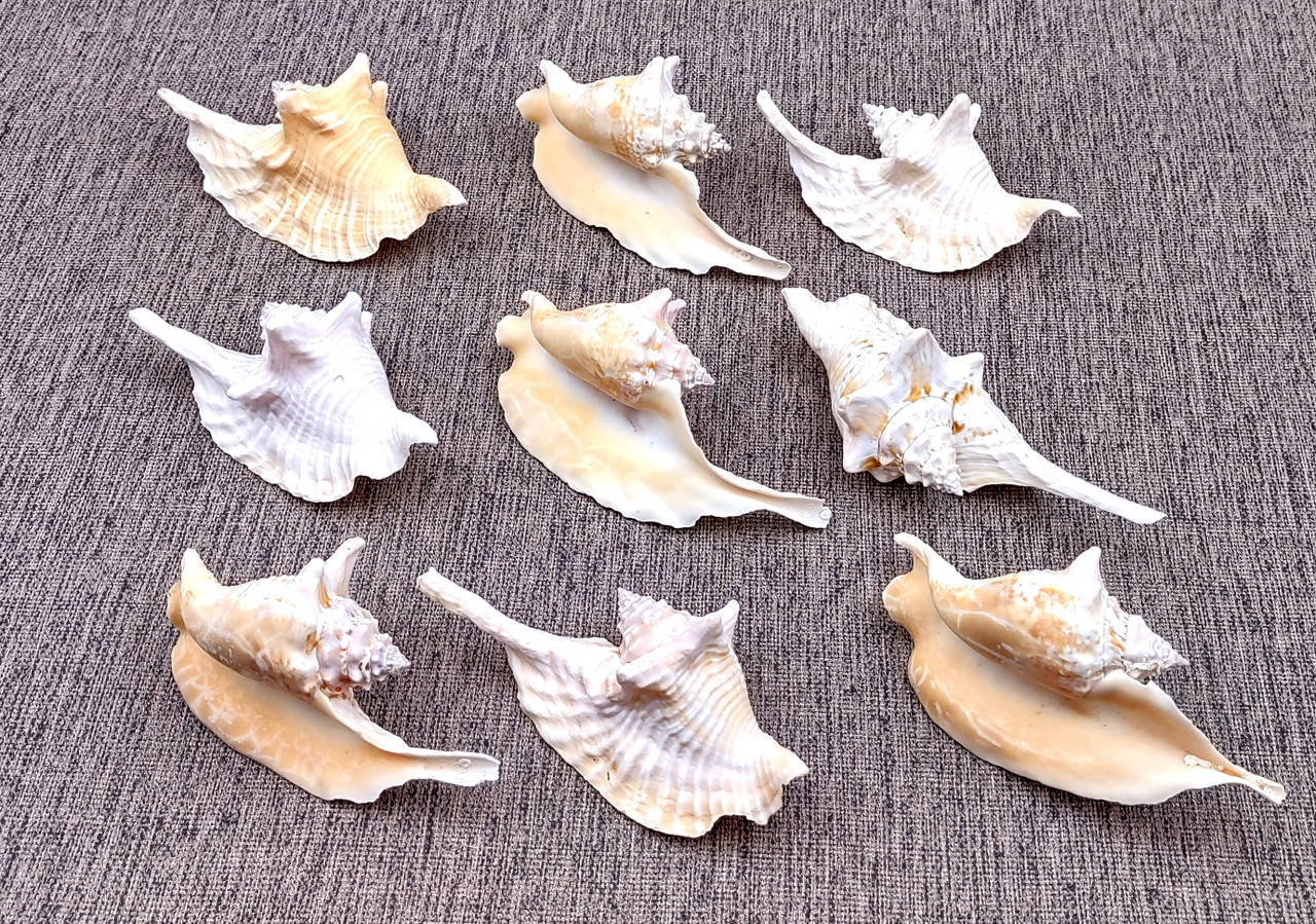 Rooster Conch Seashell Strombus Gallus (1 shell approx. 4+ inches