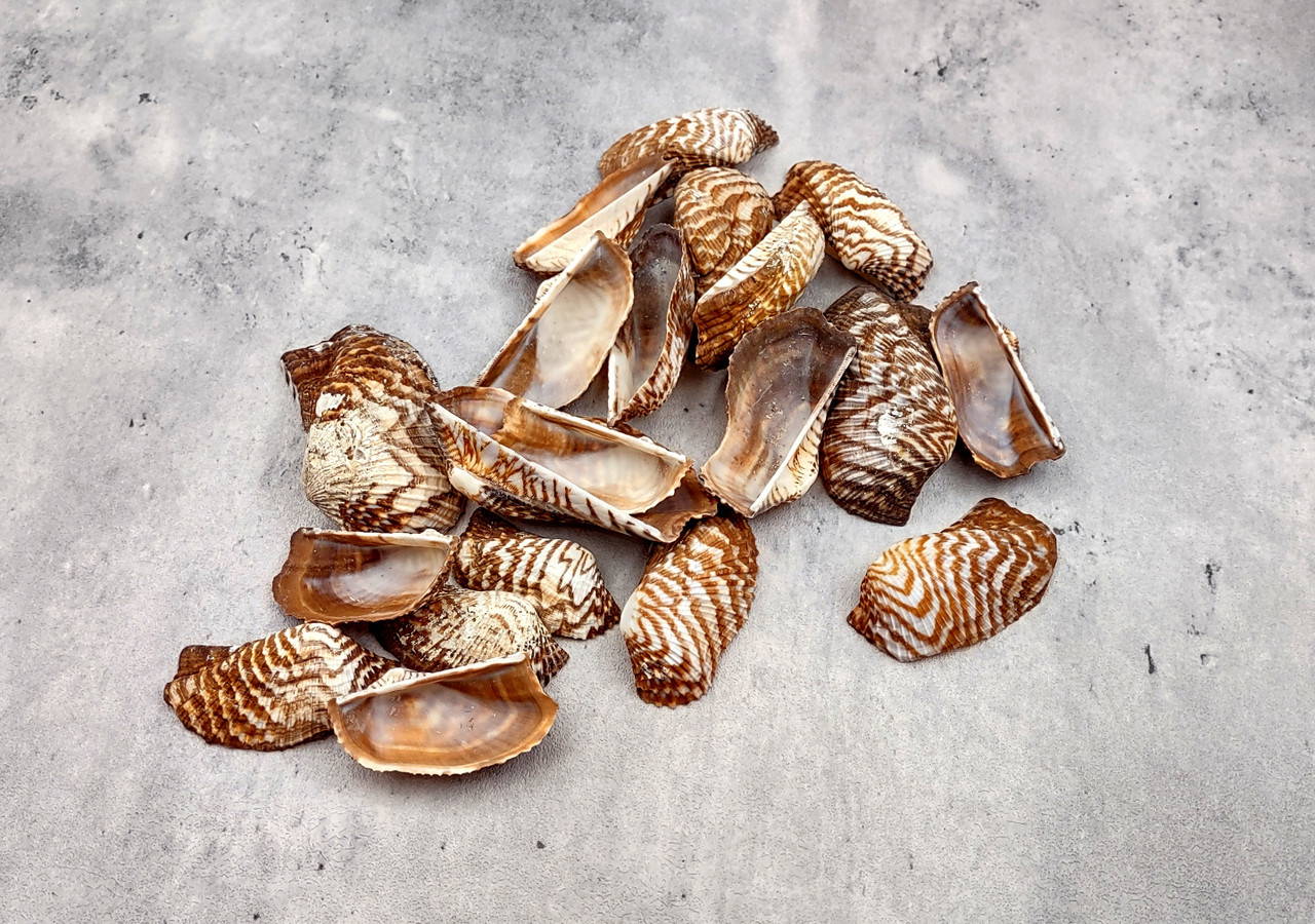 貝殻 Turkey Wing Ark Clam Seashells Arca Zebra (20 shells 1.5+ inches
