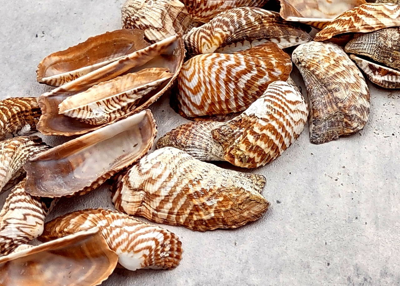 Turkey Wing Ark Clam Seashells Arca Zebra (20 shells 1.5+ inches
