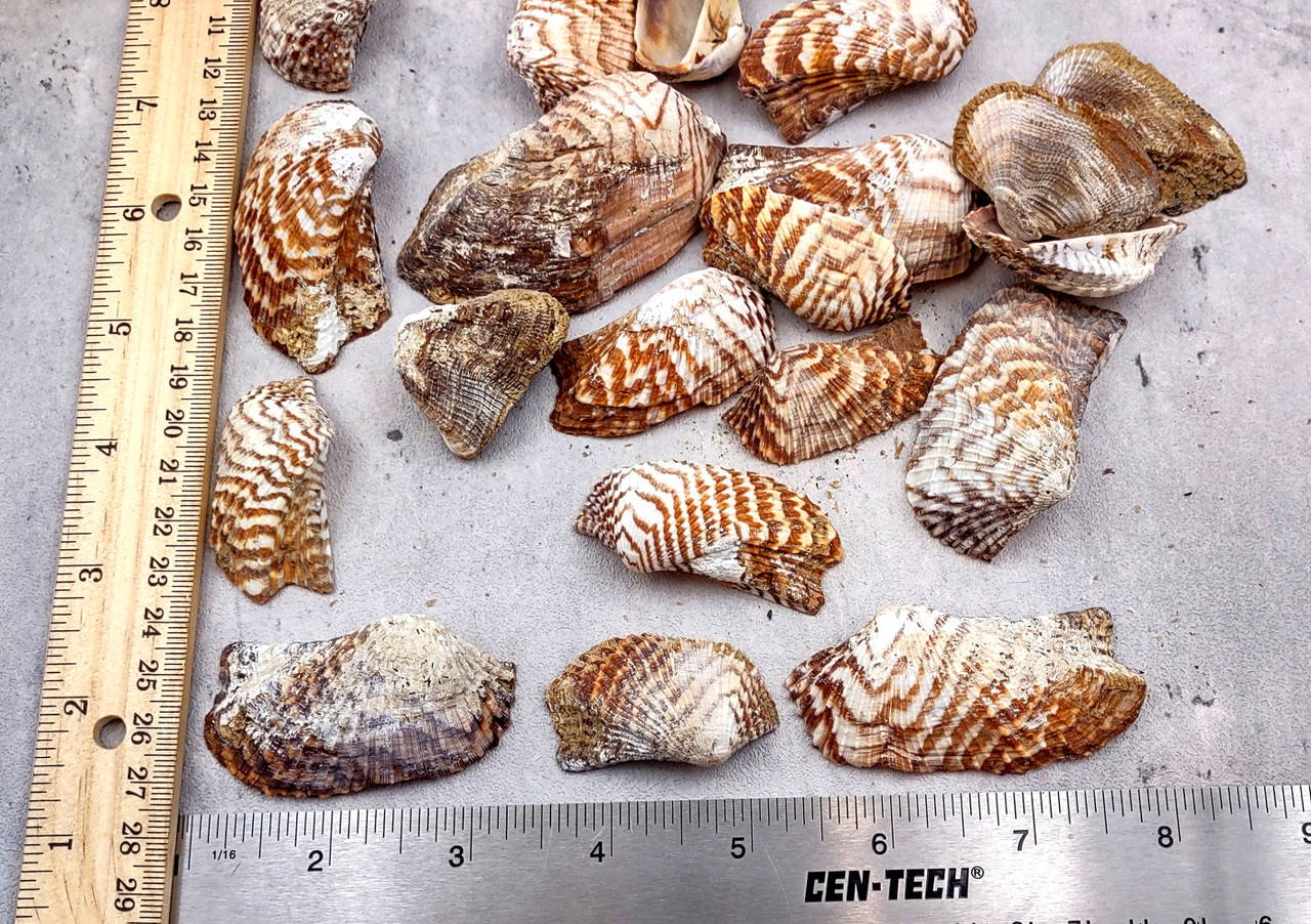 Turkey Wing Ark Clam Seashells Arca Zebra (20 shells 1.5+ inches