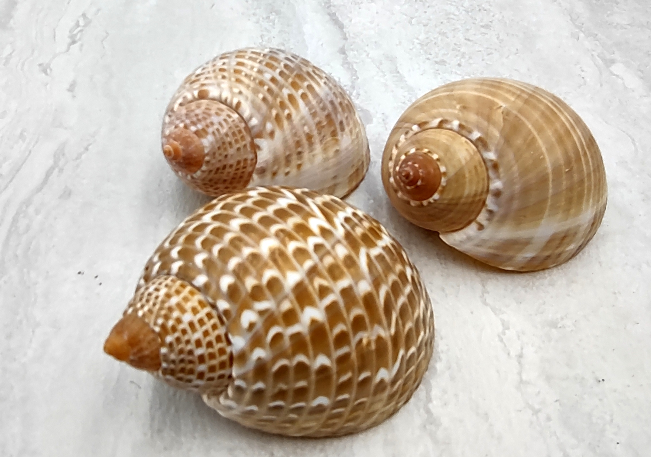 Tonna Sulcosa Shell-1 Piece-sea Shells for Crafting-tona Sea 