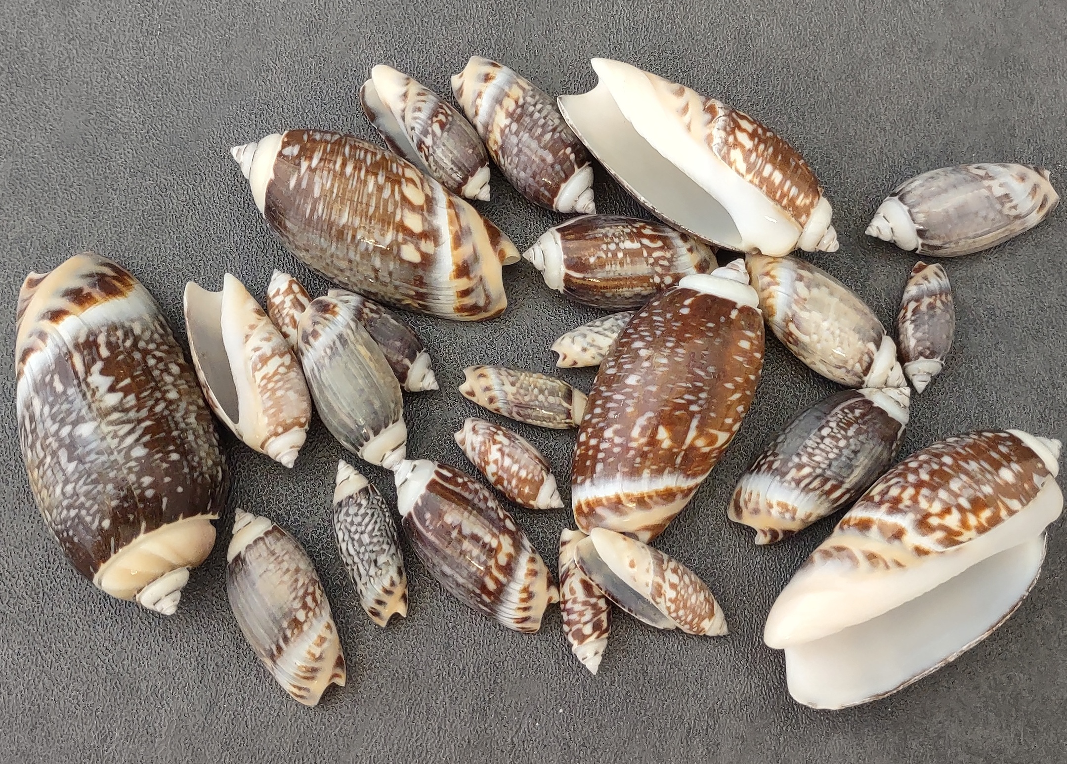 Art Shell, gastropod Shell, animal Product, mollusc Shell, Cockle