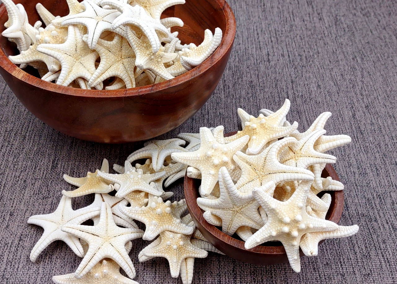 Knobby Starfish Cream Colored Protoreaster Nodosus (5 starfish