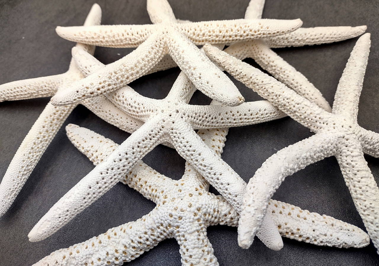 Finger Starfish White Linckia Laevigata (2 stars approx. 6+ inches