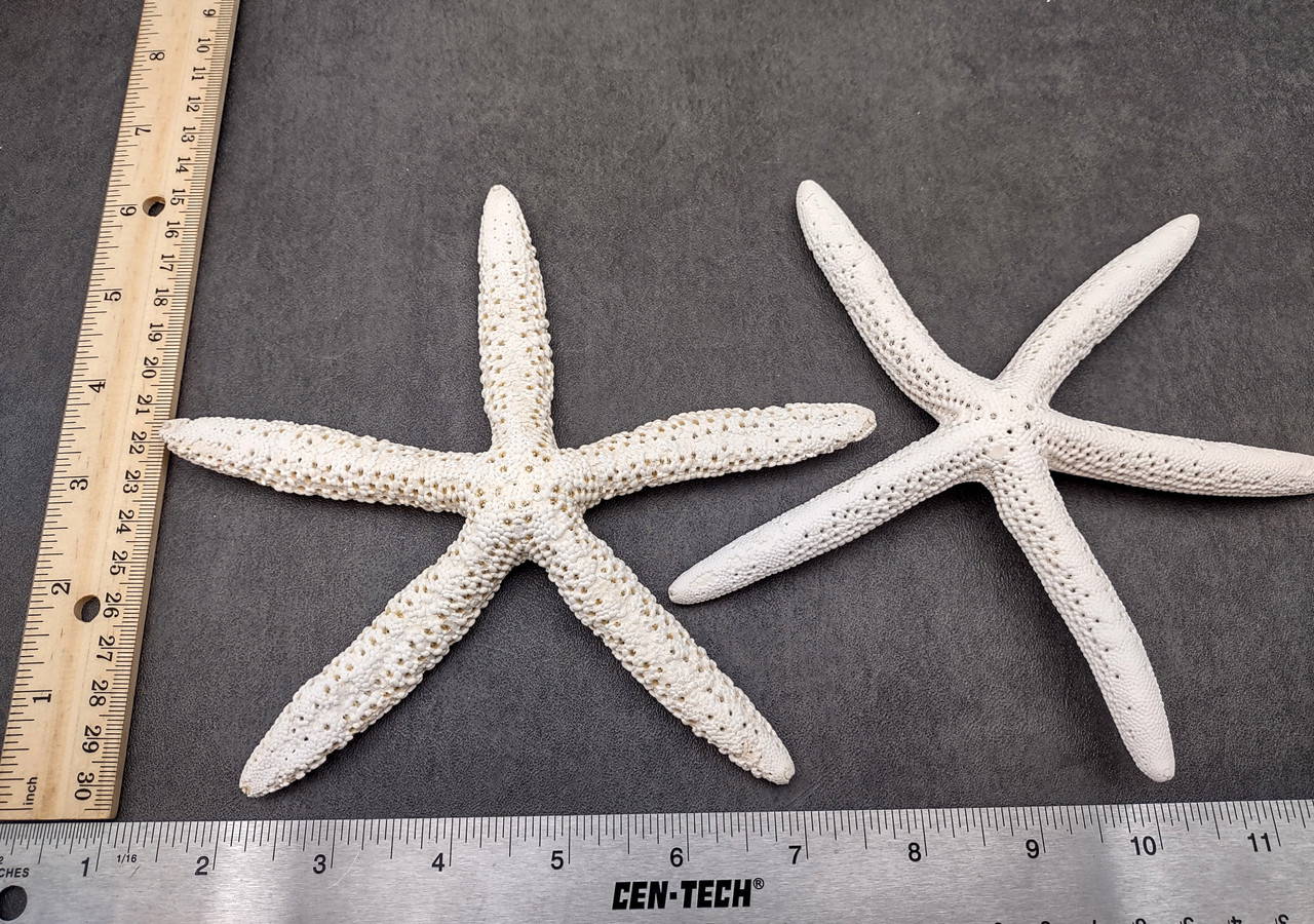Finger Starfish White Linckia Laevigata (2 stars approx. 6+ inches