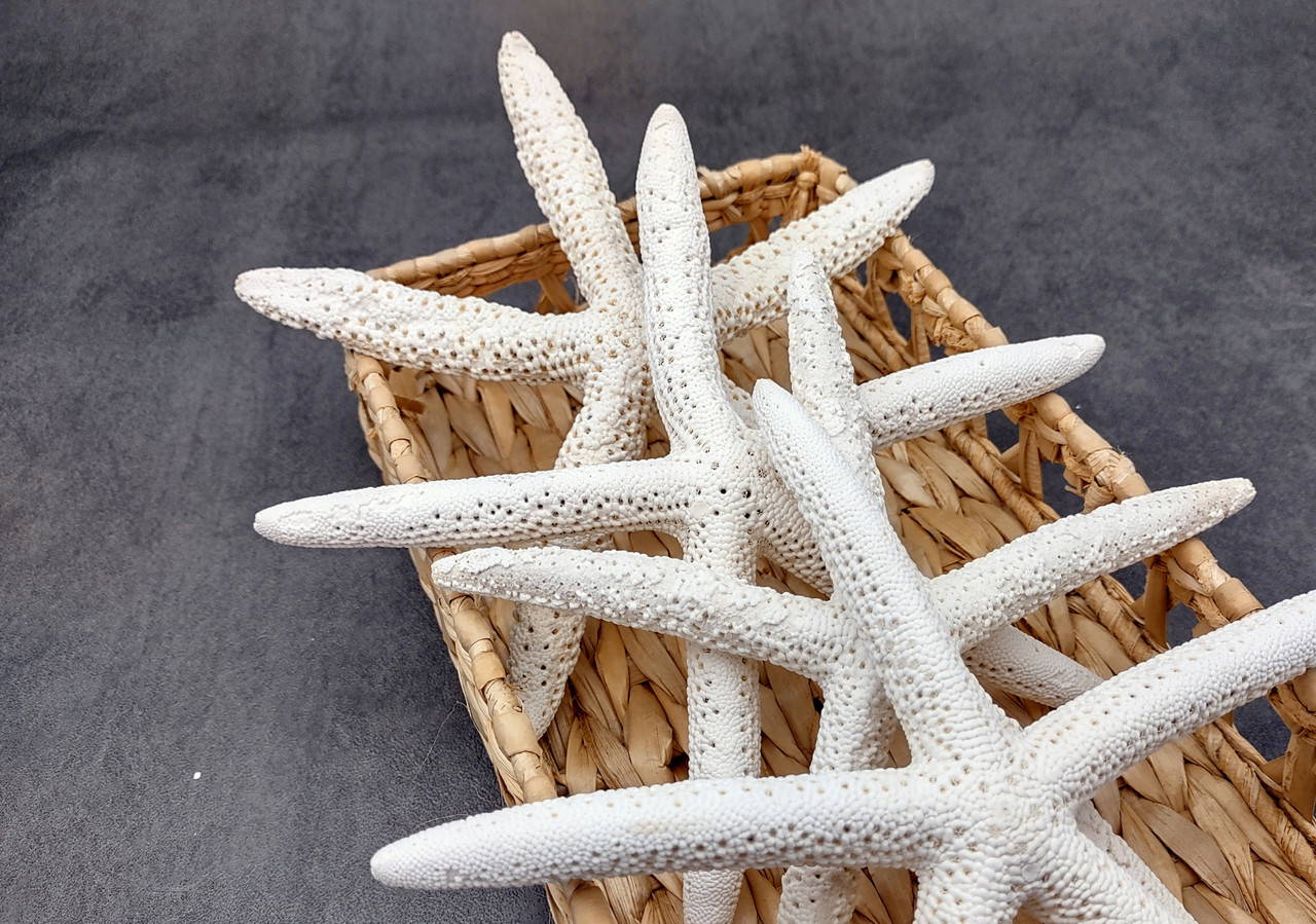 Finger Starfish White Linckia Laevigata (2 stars approx. 6+ inches