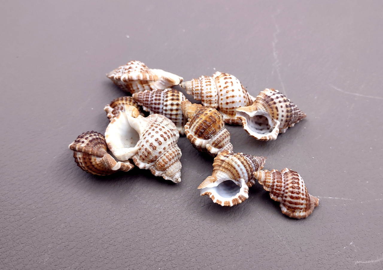 Granulate Frog Seashells Bursa Granularis (10 shells approx. 1