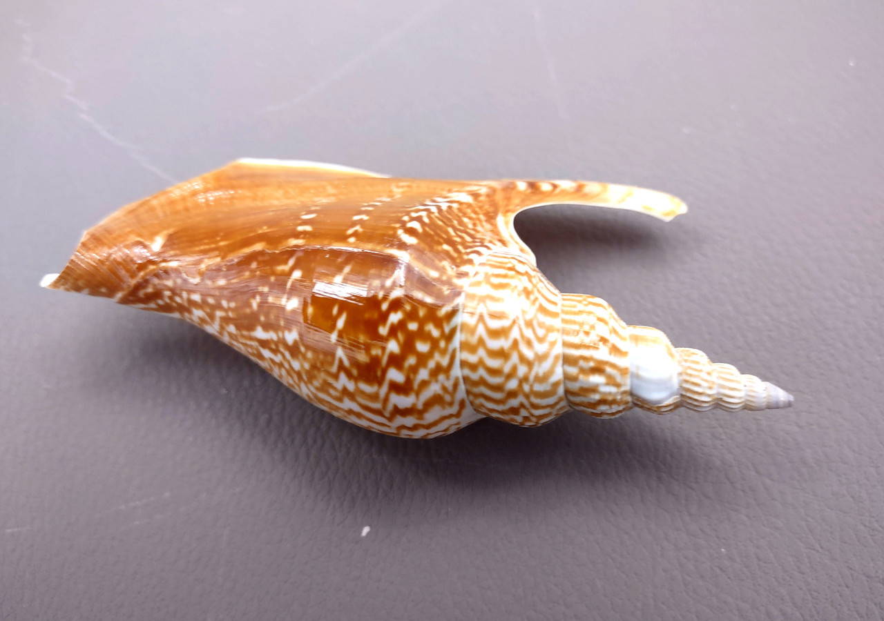Listers Conch Seashell Tan Strombus Listeri (1 shell approx. 3.5+