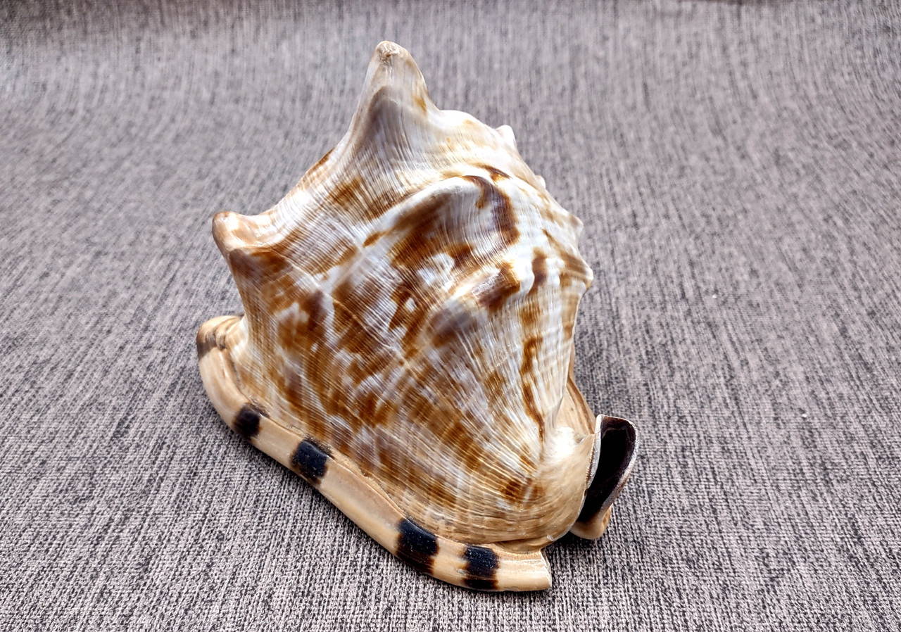 King Helmet Seashell Cassis Tuberosa (1 shell approx. 5+ inches