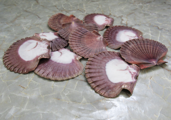 Calico Atlantic Scallop Seashells - Argopecten Gibbus - (10 shells approx.  2 inches)