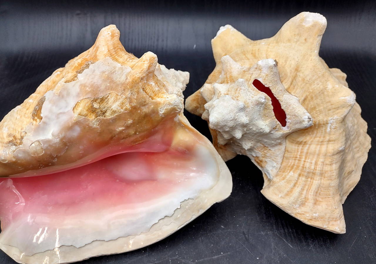 Queen Pink Conch Slit Back Strobus Gigas (1 shell approx. 8+