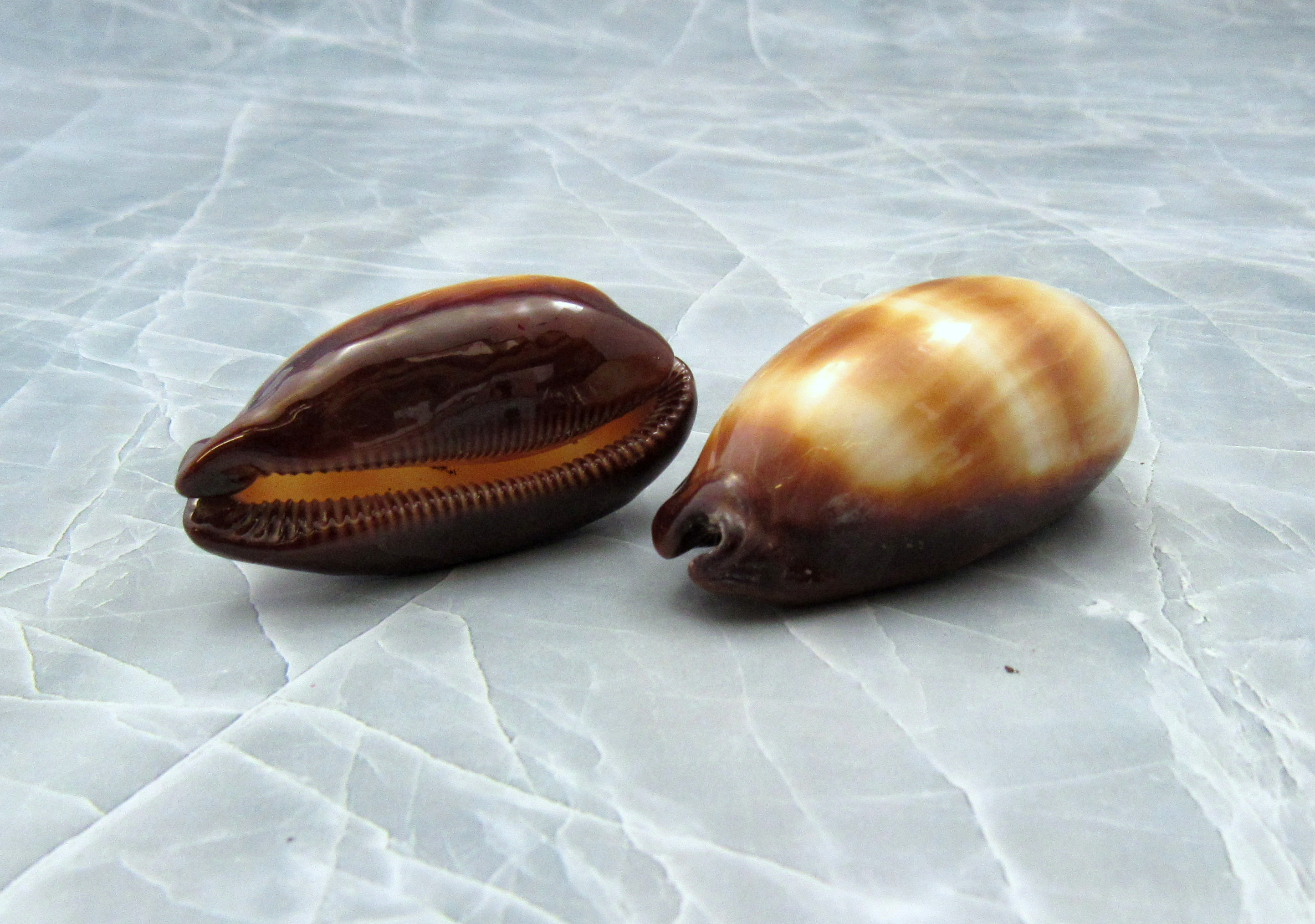 Calf Cowrie Shells - Cypraea Vitellus - (5 shells approx. 2 inches)