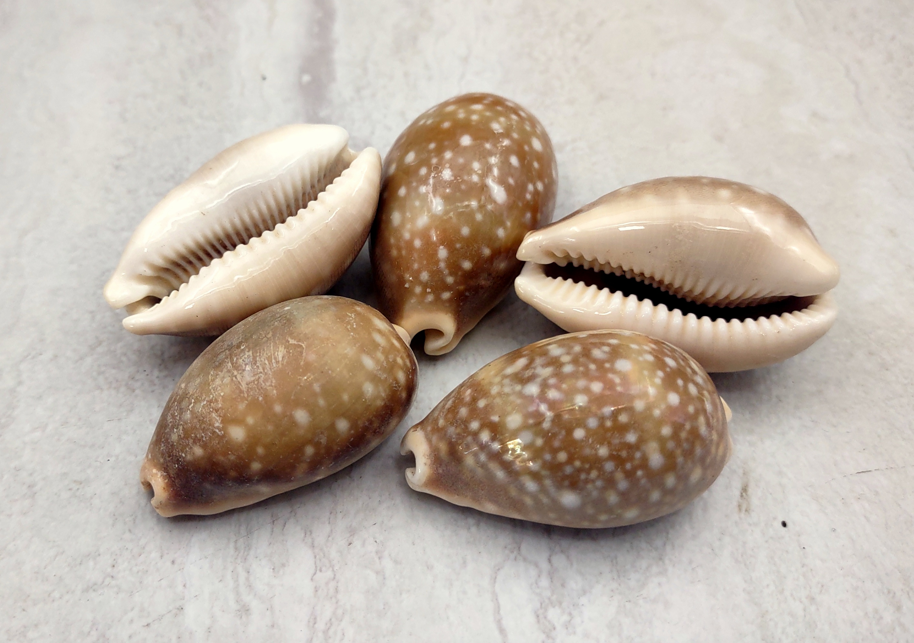 Arabic Cowrie Seashells - Cypraea Arabica - (5 shells approx. 1.5-2 inches)