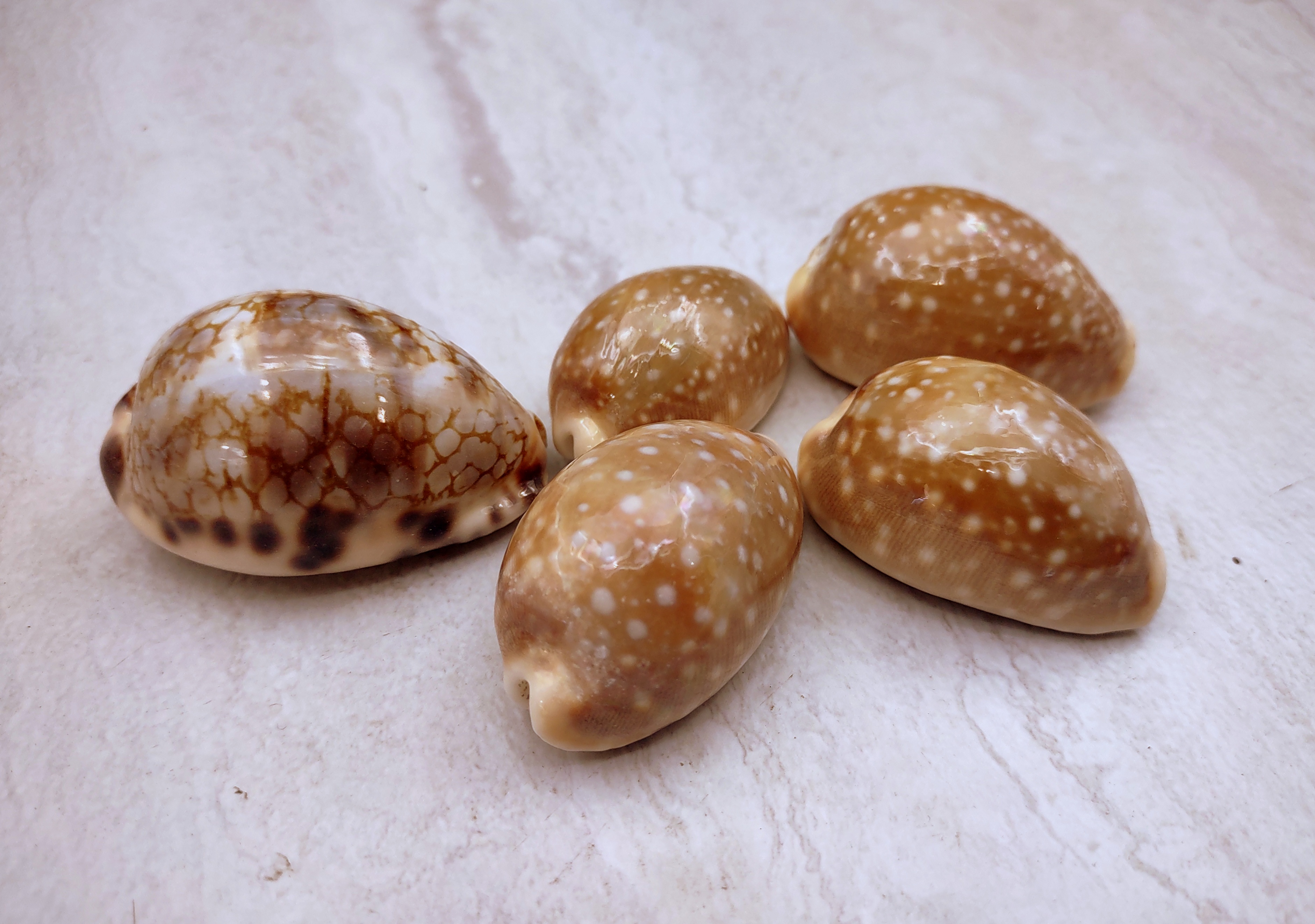 Calf Cowrie Shells - Cypraea Vitellus - (5 shells approx. 2 inches)