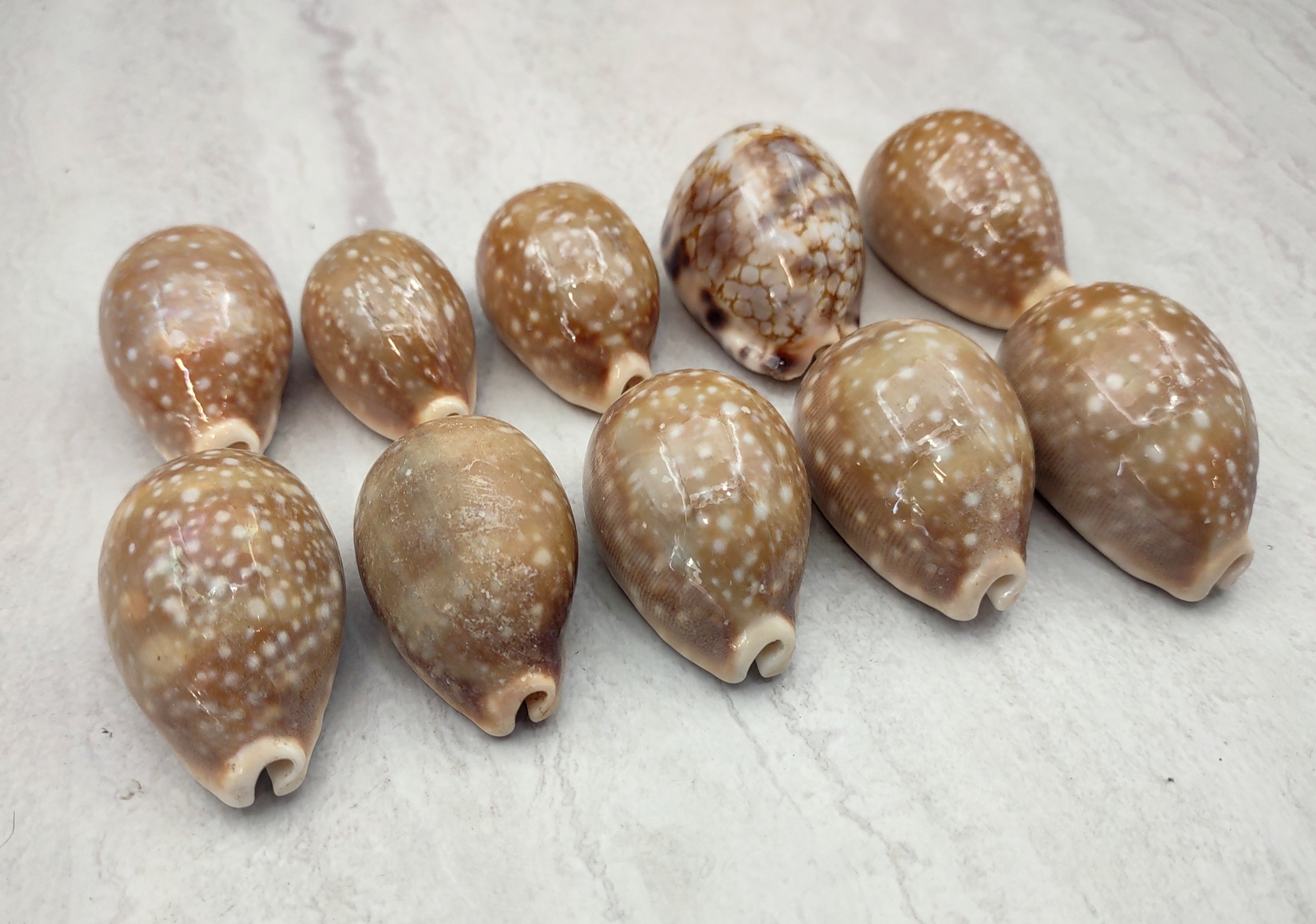 Deer Cowrie Shells - Cypraea vitellus