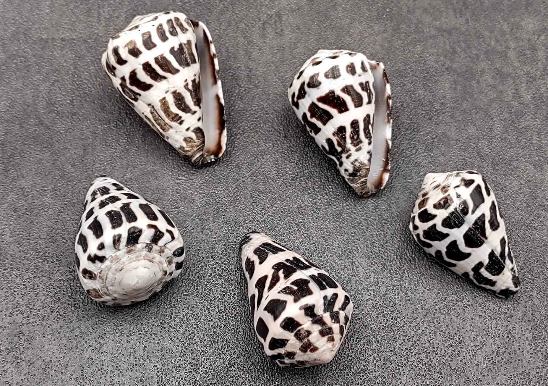 Large Hebrew Cone Seashells Conus Ebraeus White Black Spots (5