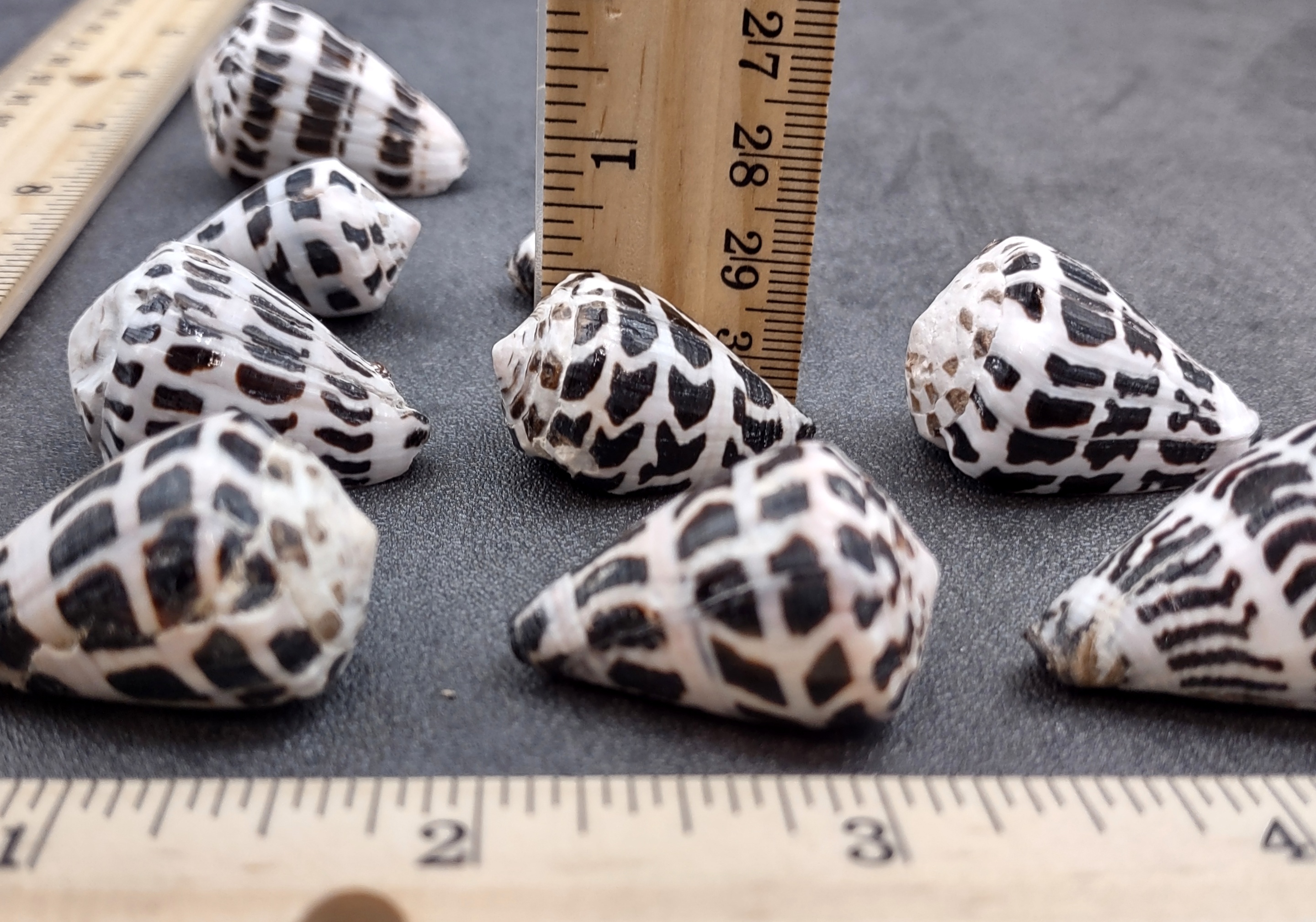 Marble Cone Shell-conus Marmoreus-sea Shells for Crafting-beach Wedding  Decor-large Shells-collectors Shells-she Shells-shells 