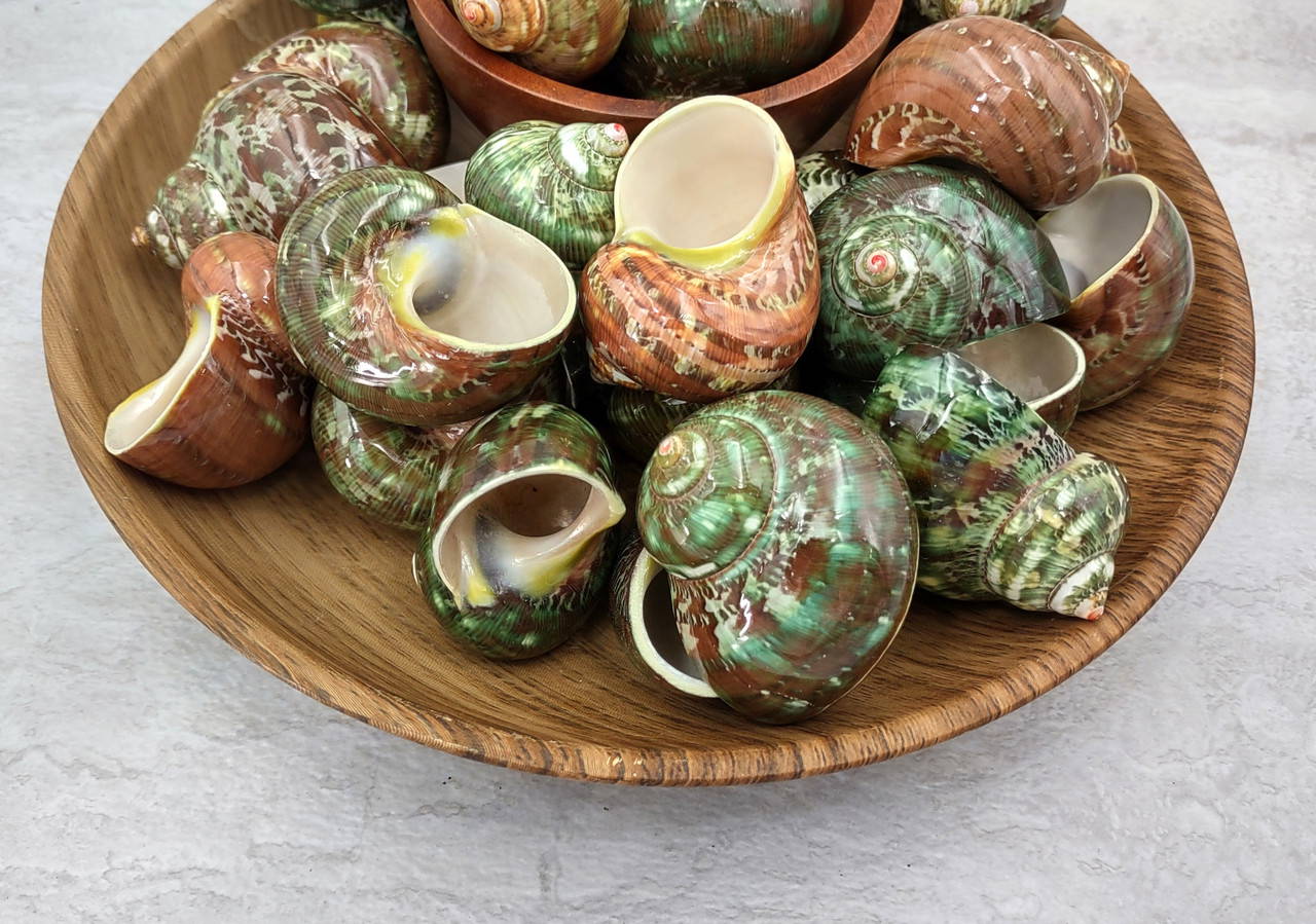 Tapestry Turbo Seashells Green Speckled Turbo Petholatus (2 shells