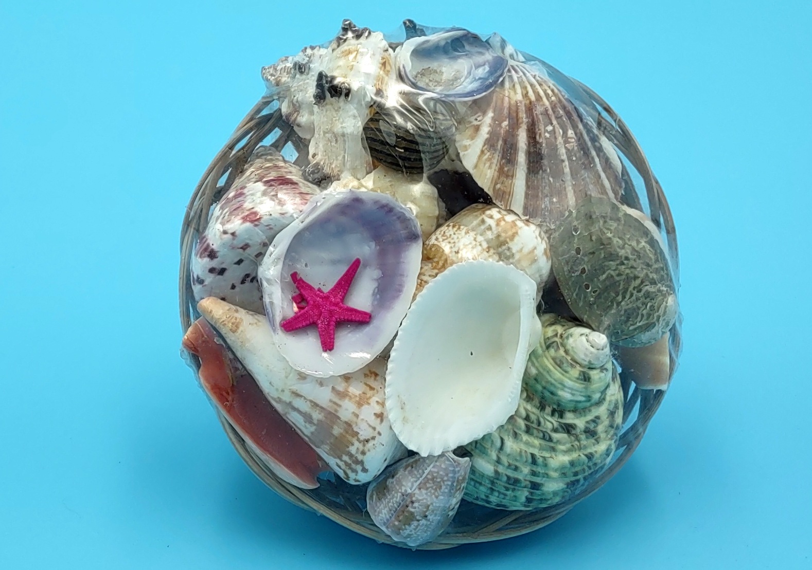 Mixed Small+ Seashell Assortment in 4 inch Basket (approx. 10-30 shells  .5-2 inches)