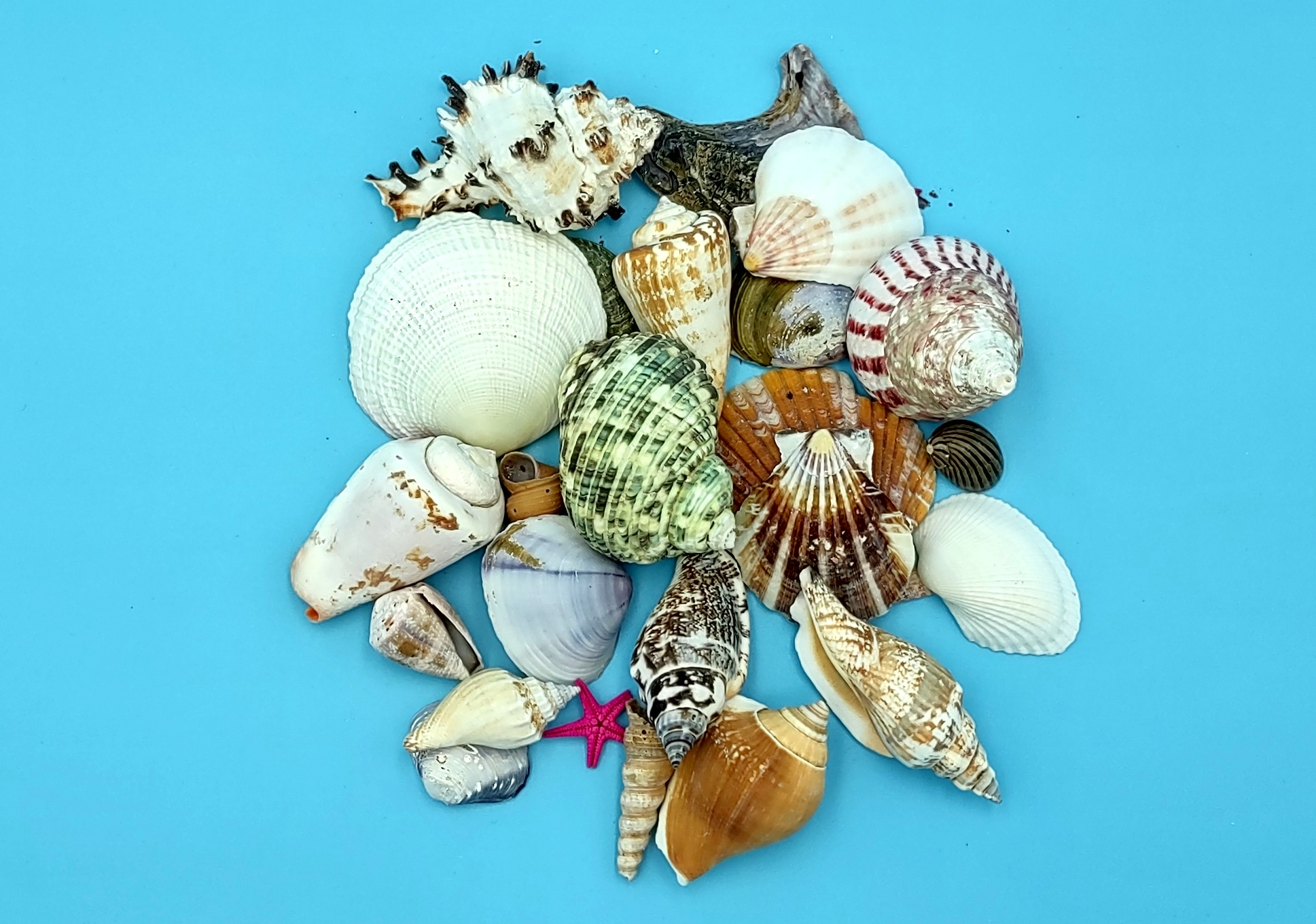 Mixed Small+ Seashell Assortment in 4 inch Basket (approx. 10-30 shells  .5-2 inches)