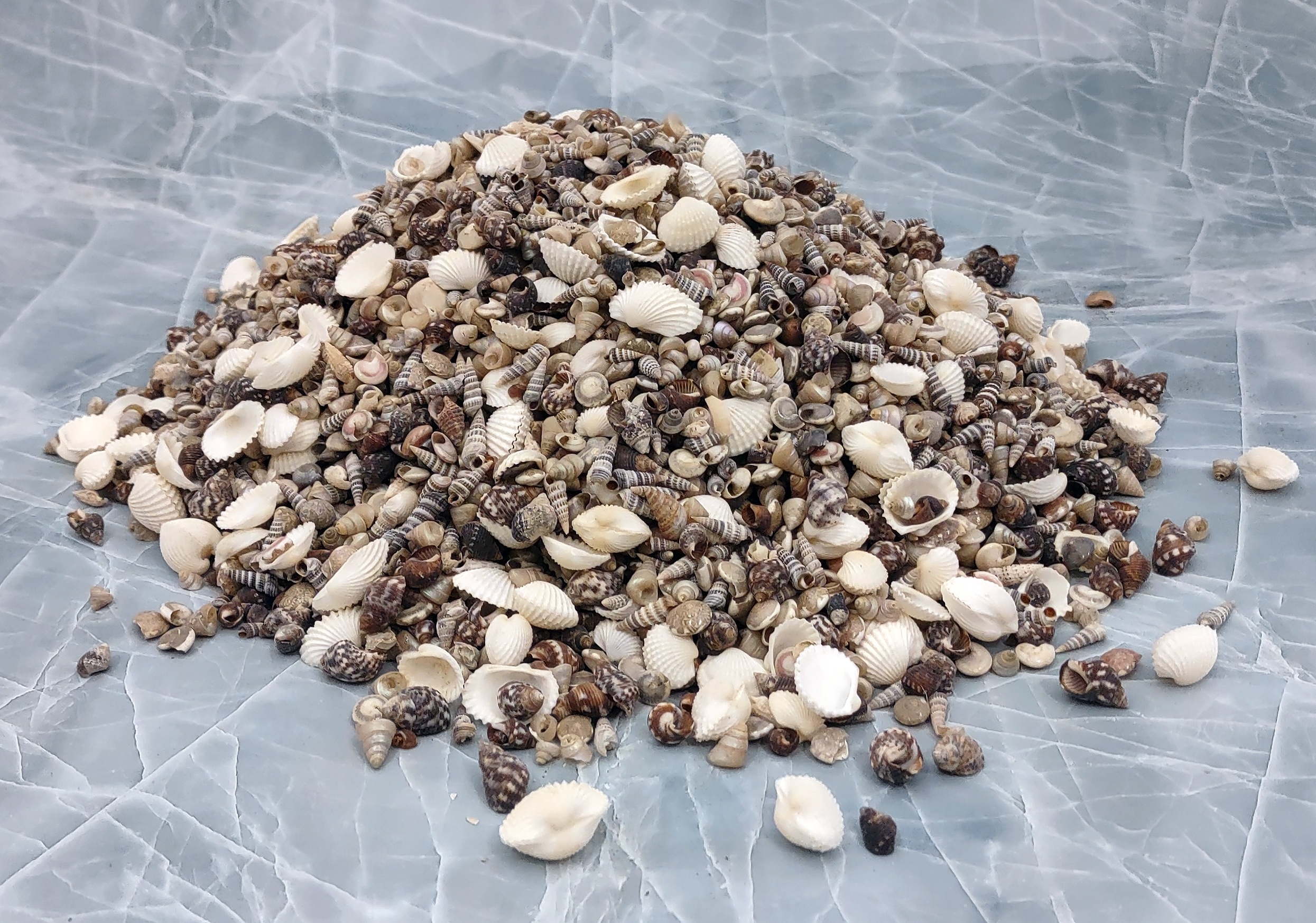 Tiny Seashell Assorted Ocean Mix For Crafts - (approx. 1 Kilogram