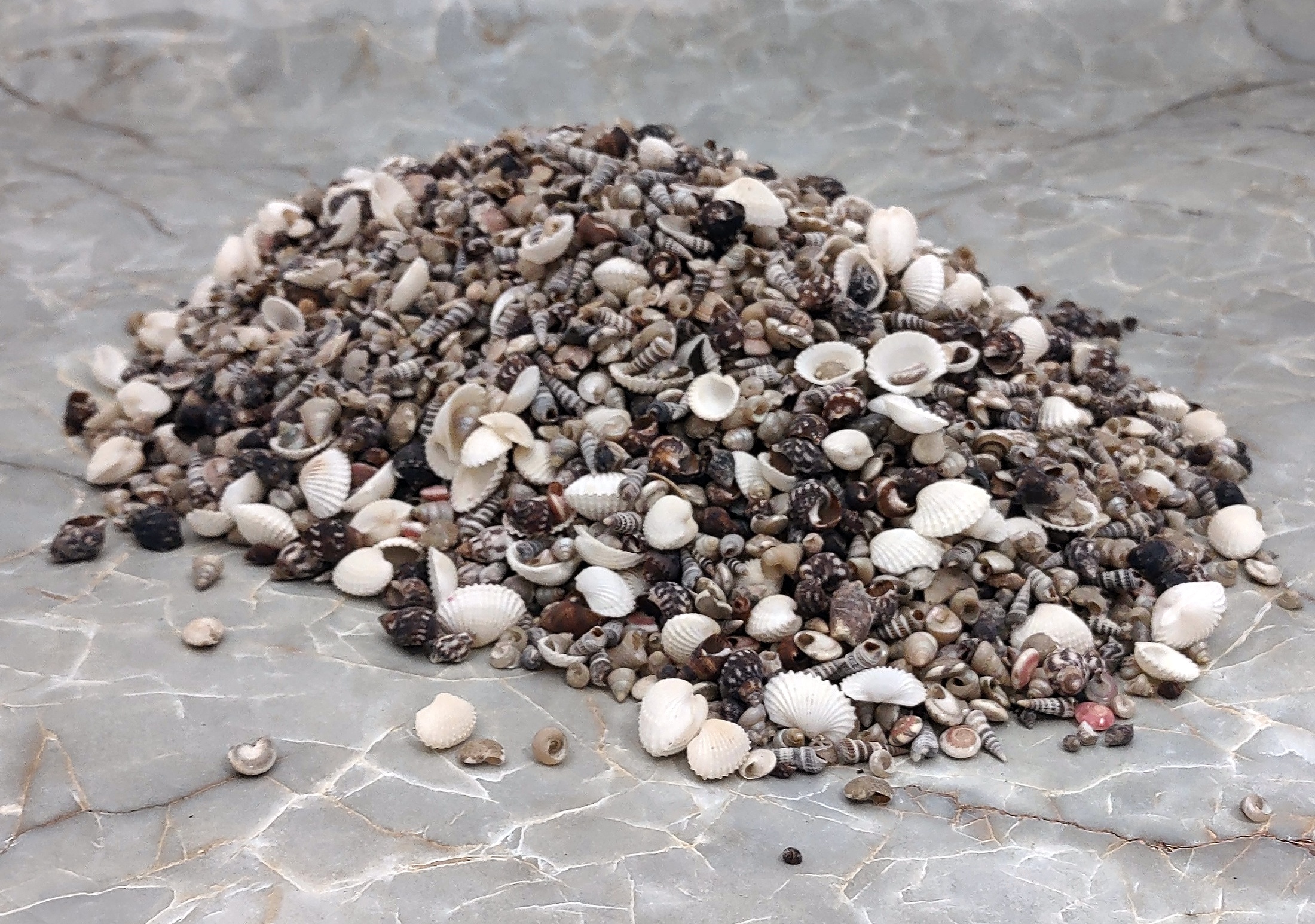 200 Mixed Natural Small Seashells, 1/31/2 . Shell Crafts, Bulk