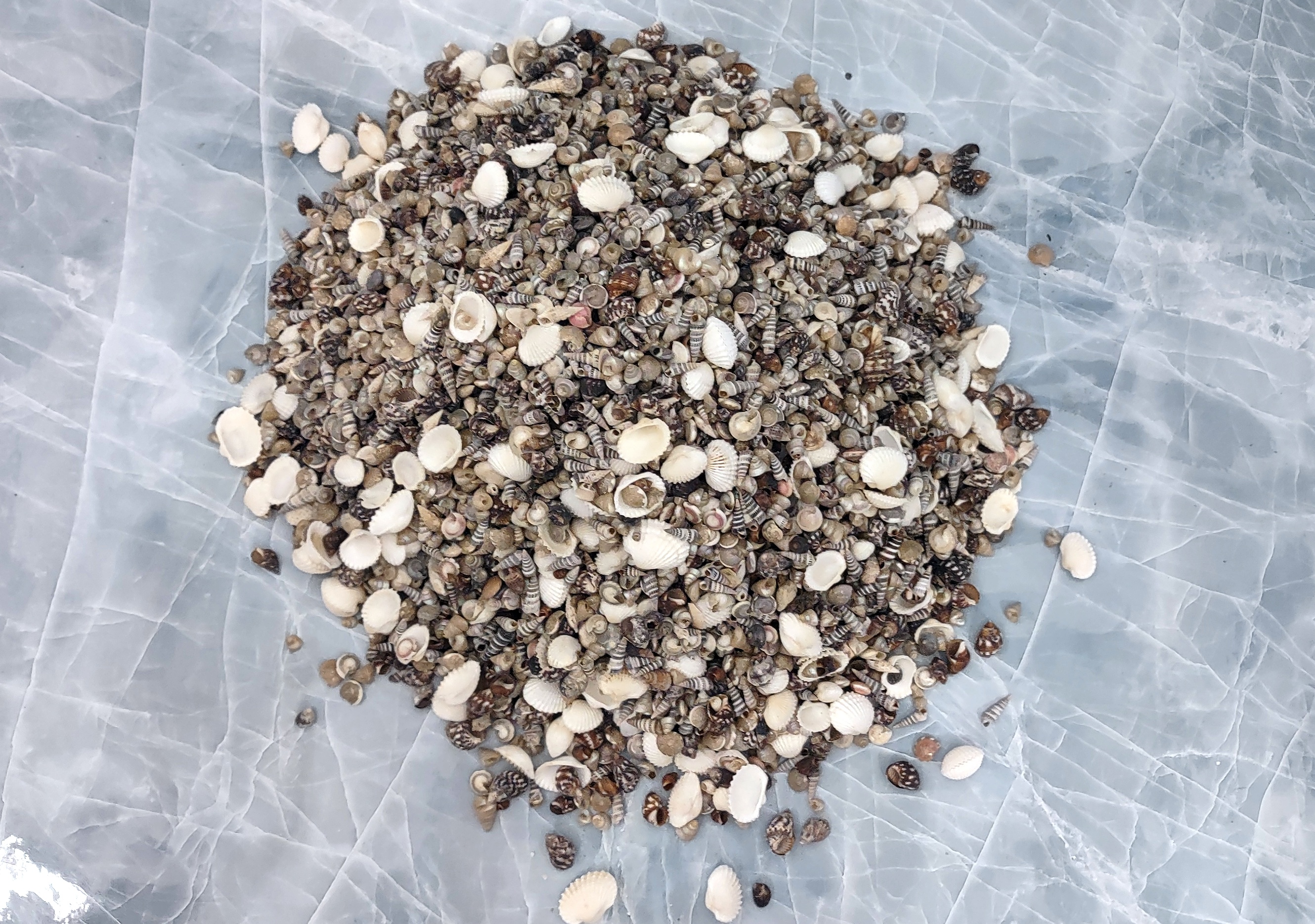 Wholesale case of 10 gallons small bulk mixed seashells for crafts