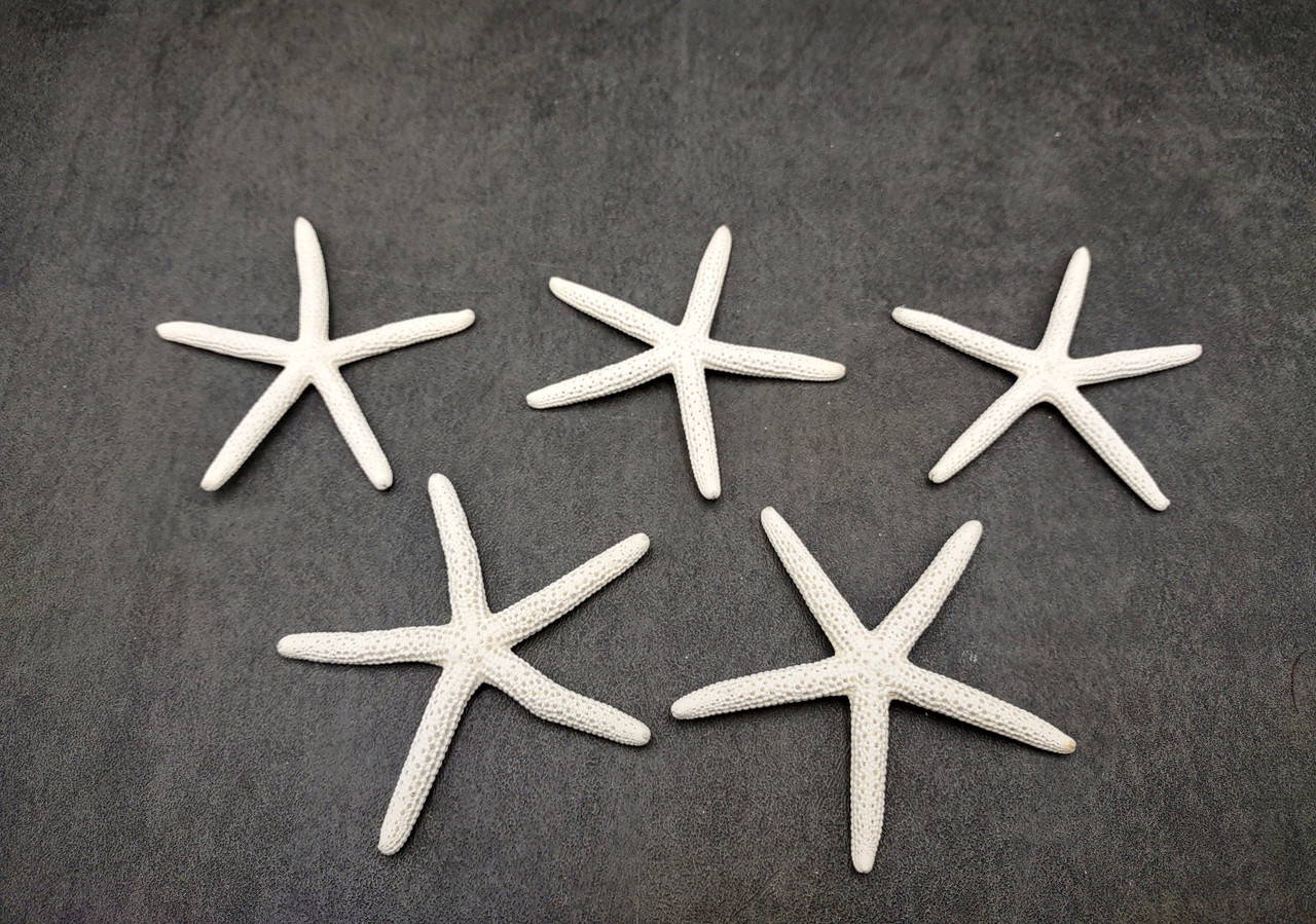 White Finger Starfish - Linckia Laevigata - (5 starfish approx. 2