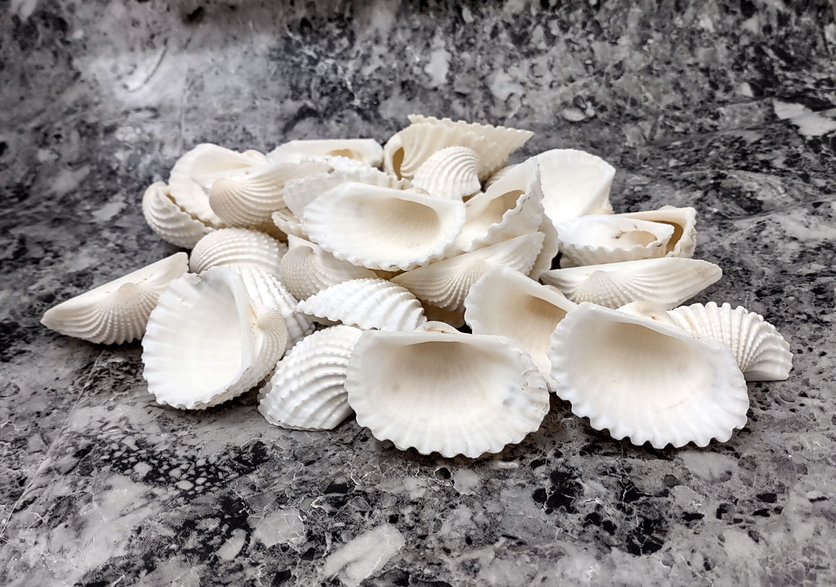 white clam shell