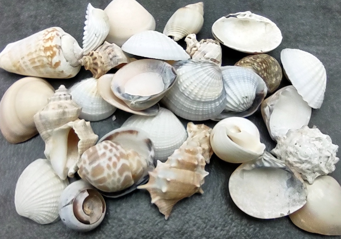 Tiny Seashell Assorted Ocean Mix For Crafts - (approx. 1 Kilogram/2.2 lbs.  .25-.50 inches)