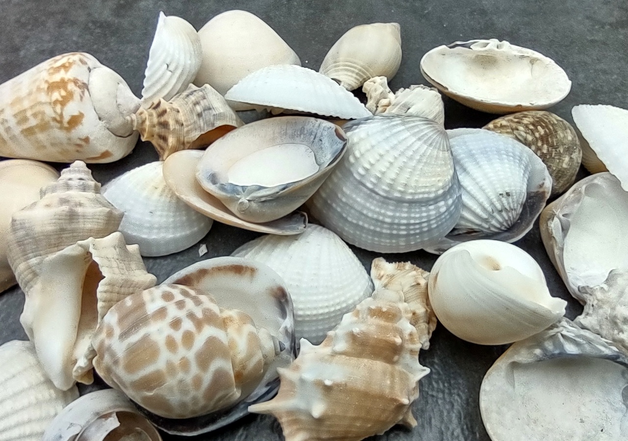 Extra Small Seashell Assorted Ocean Mix (approx. 1 cup, 65-75 shells  .50-.75 inches)